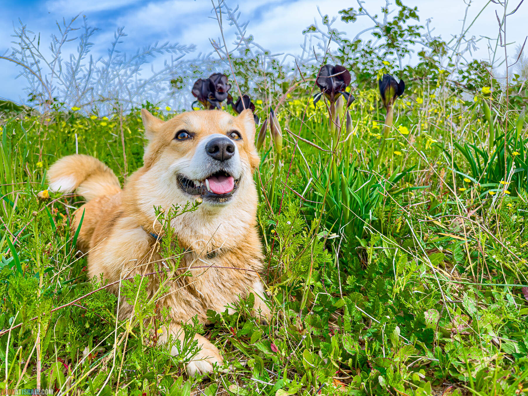 Вельш корги пемброк Иви и Кая и ирис аргаман в Израиле