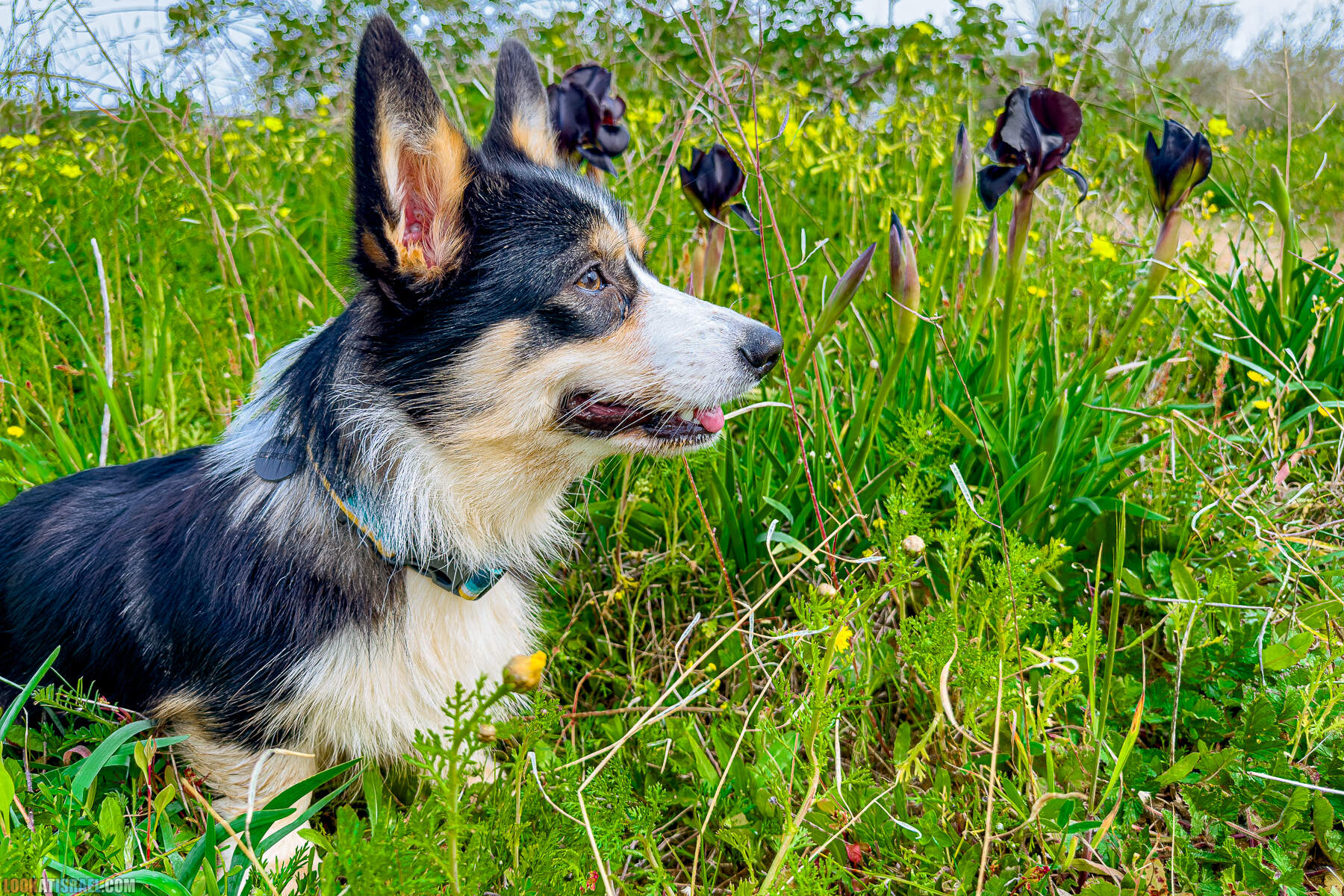 Вельш корги пемброк Иви и Кая и ирис аргаман в Израиле