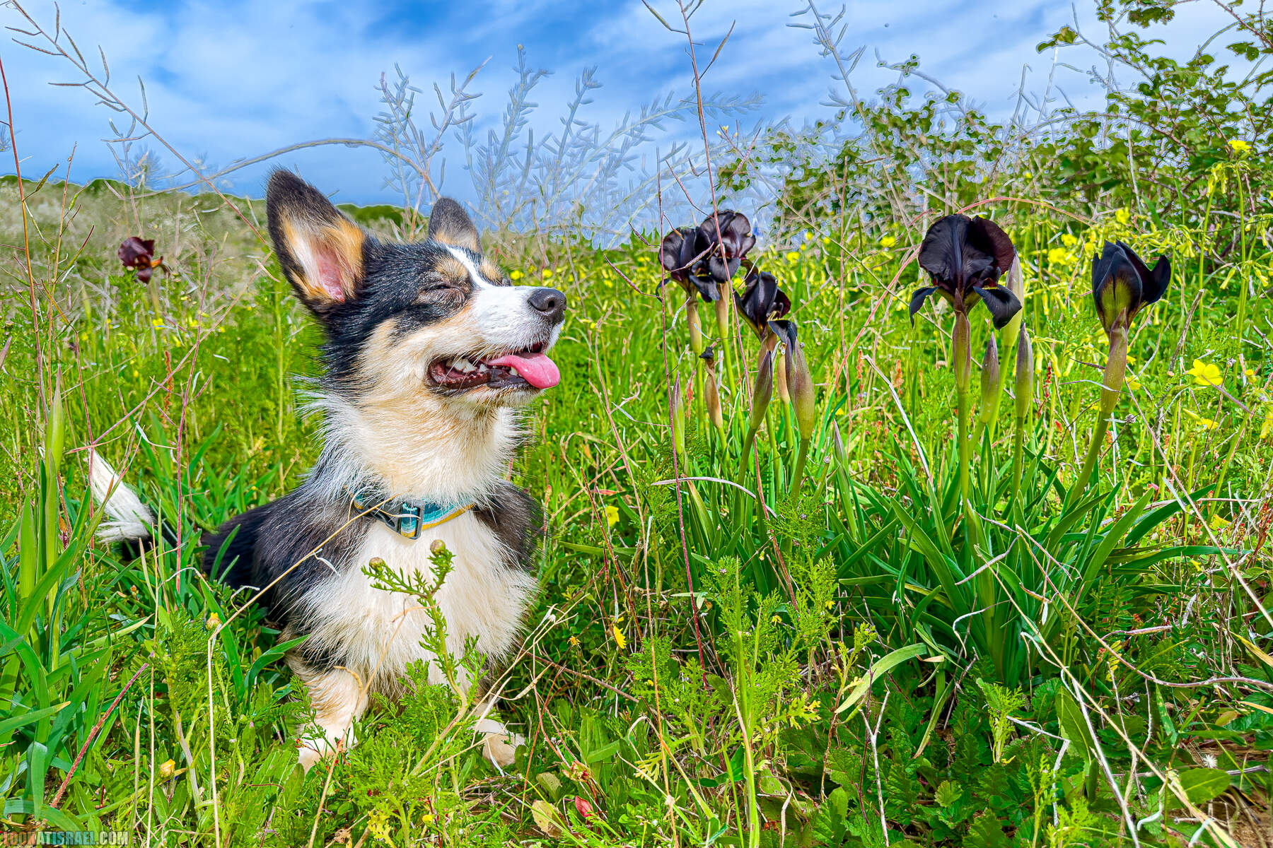 Вельш корги пемброк Иви и Кая и ирис аргаман в Израиле