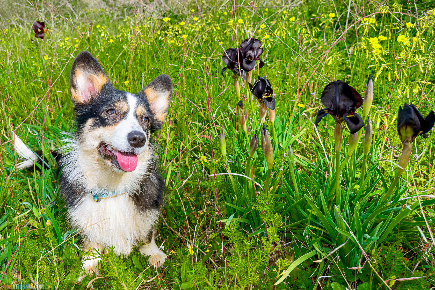 Вельш корги пемброк Иви и Кая и ирис аргаман в Израиле