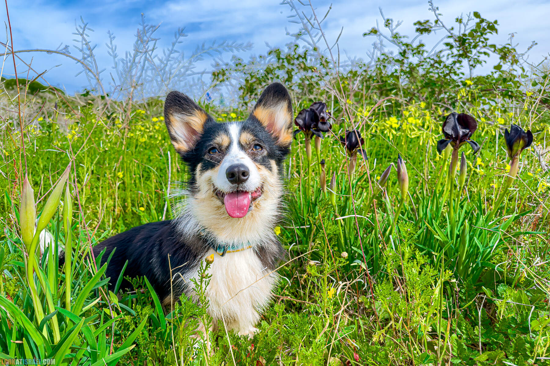 Вельш корги пемброк Иви и Кая и ирис аргаман в Израиле