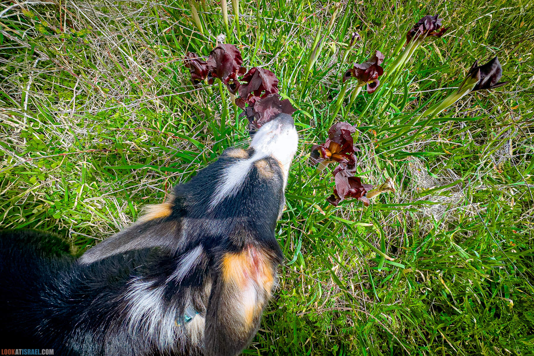 Вельш корги пемброк Иви и Кая и ирис аргаман в Израиле
