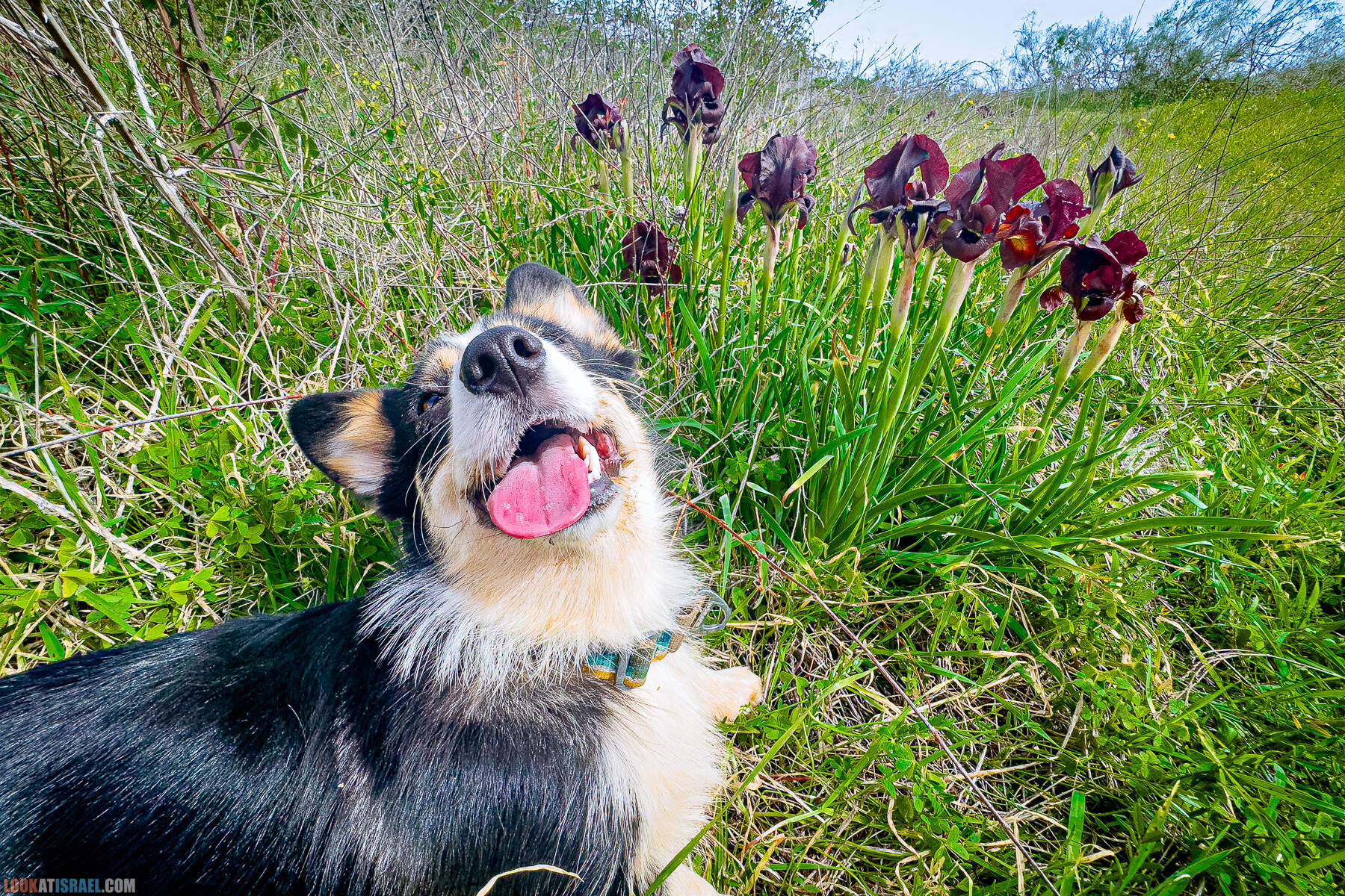 Вельш корги пемброк Иви и Кая и ирис аргаман в Израиле