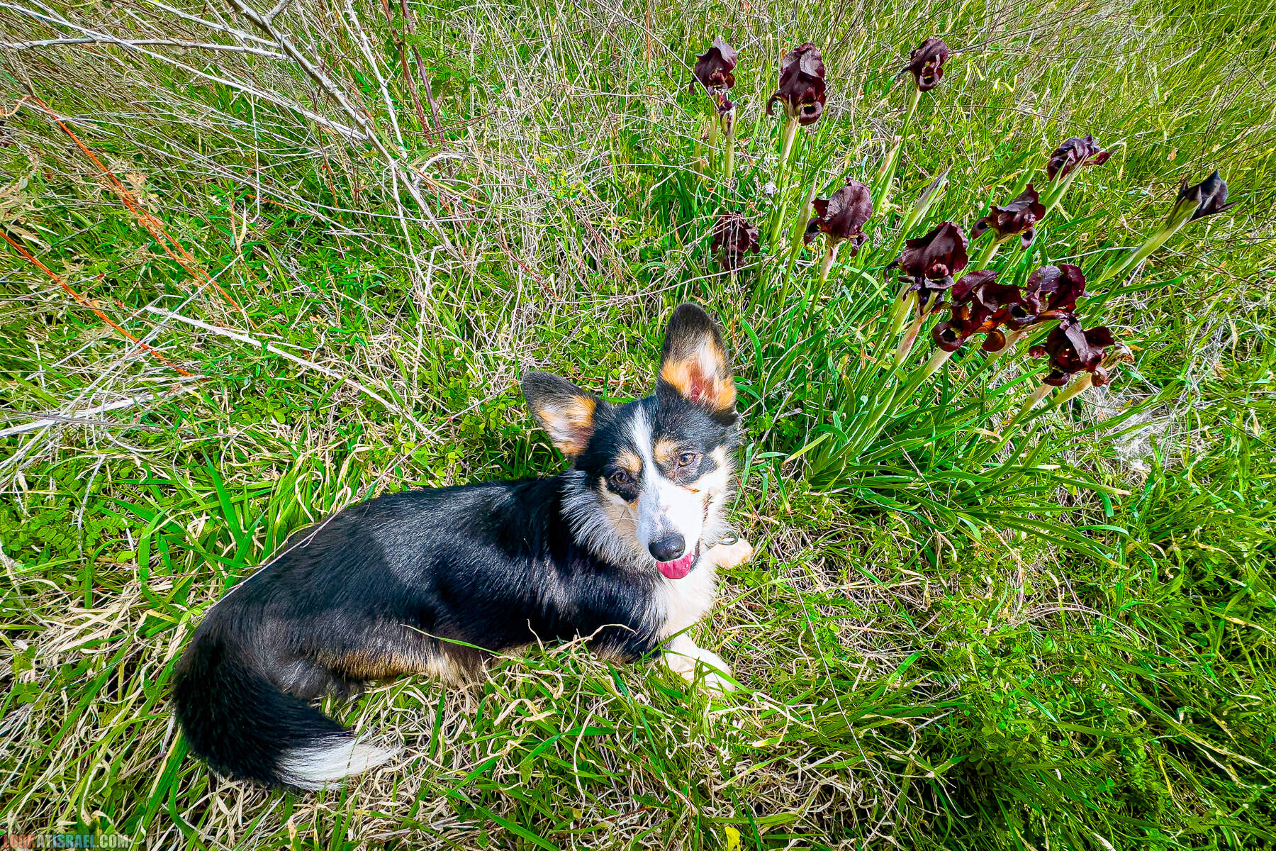 Вельш корги пемброк Иви и Кая и ирис аргаман в Израиле