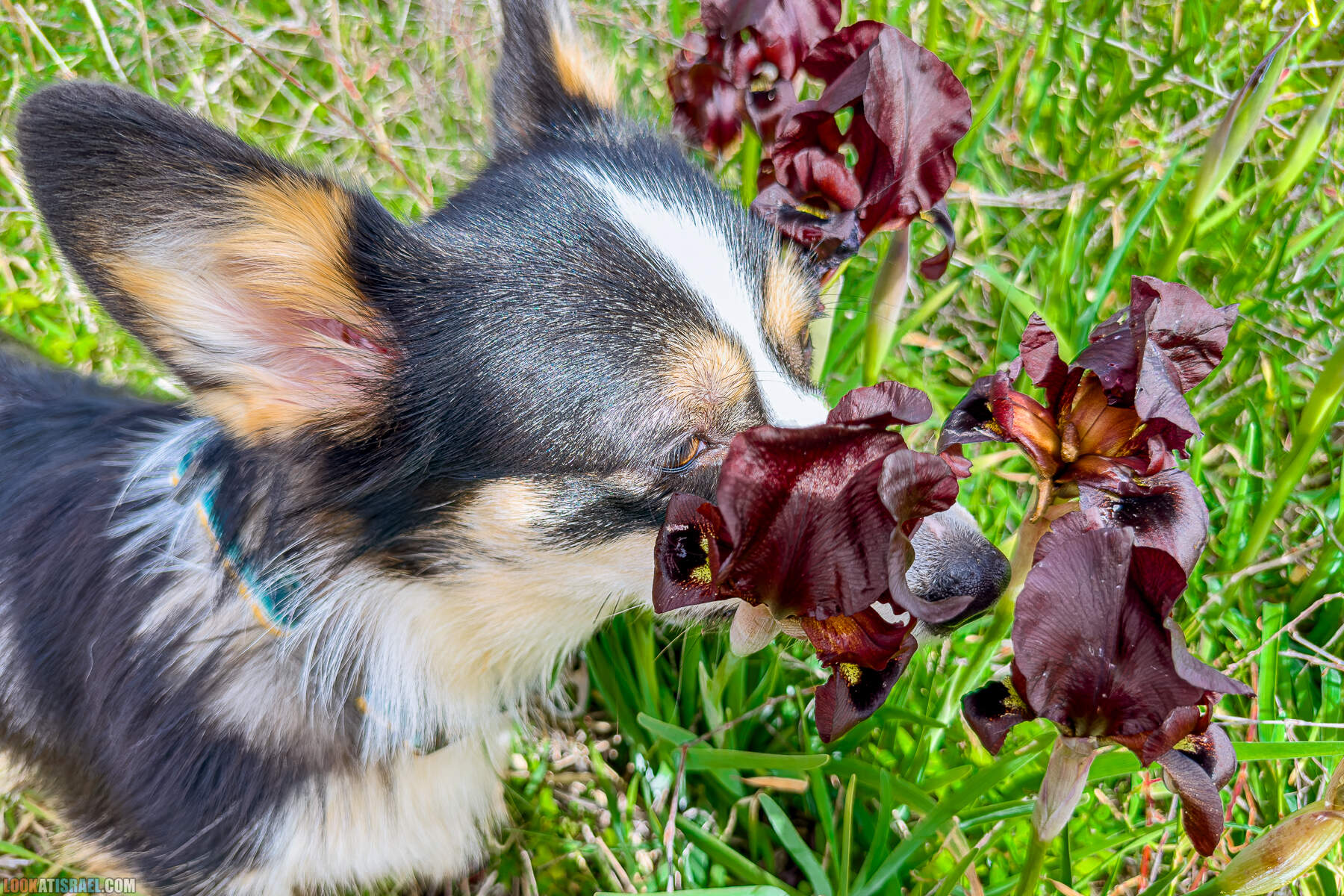 Вельш корги пемброк Иви и Кая и ирис аргаман в Израиле