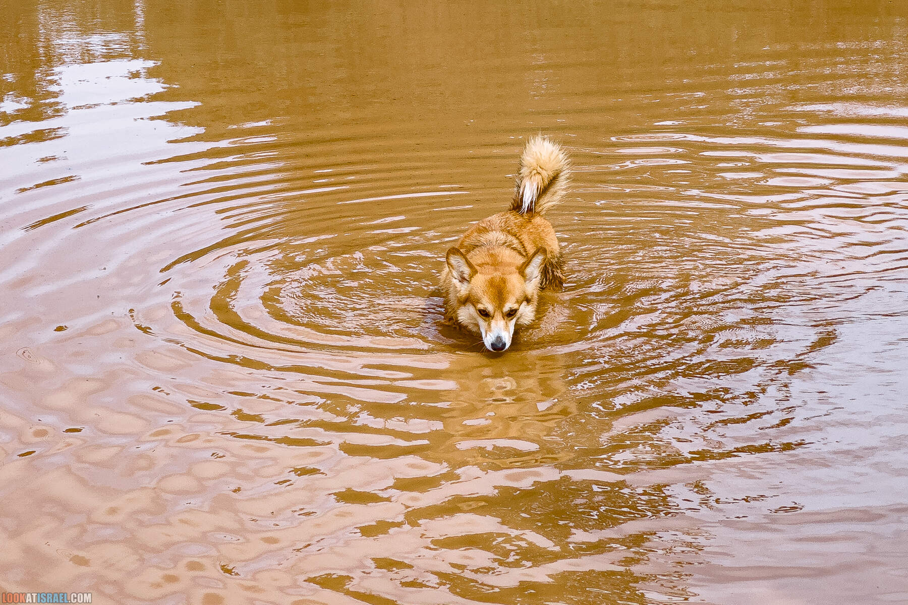 Вельш корги пемброк Иви и Кая и ирис аргаман в Израиле