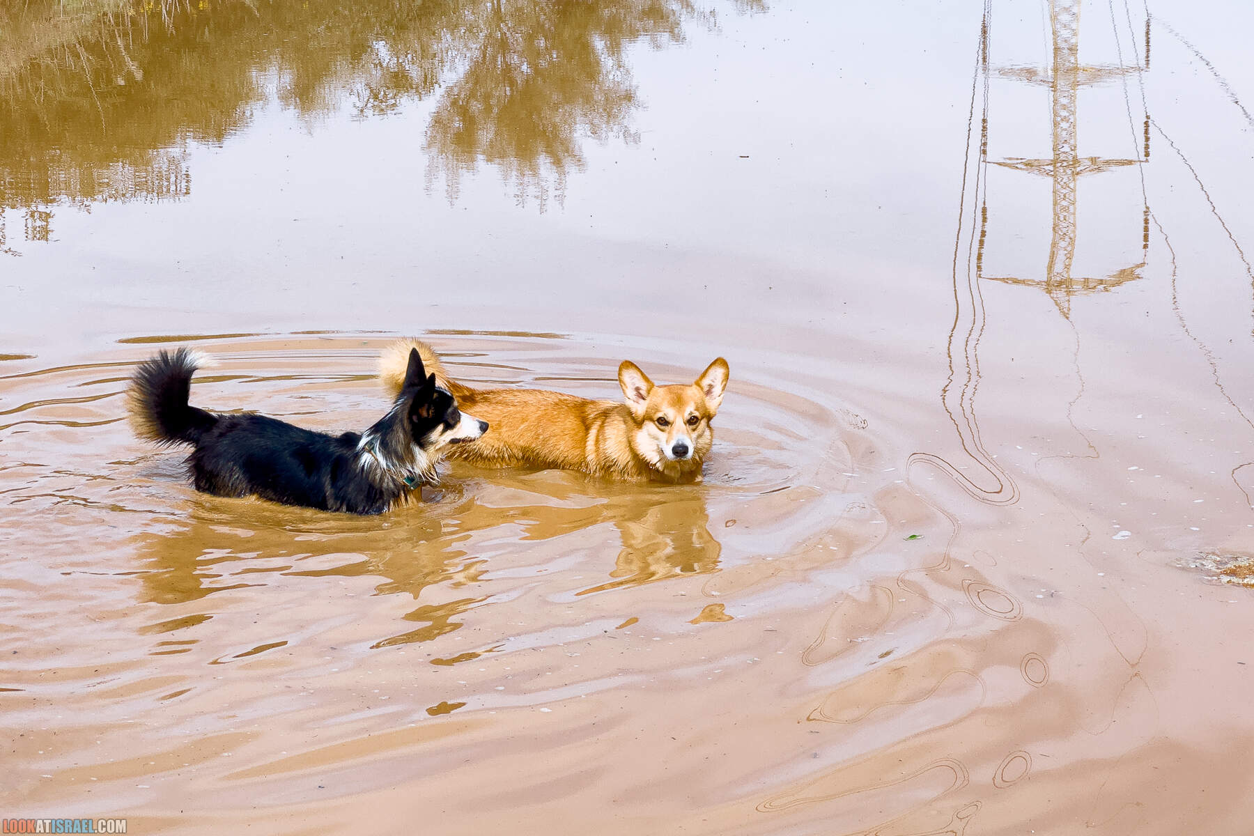 Вельш корги пемброк Иви и Кая и ирис аргаман в Израиле