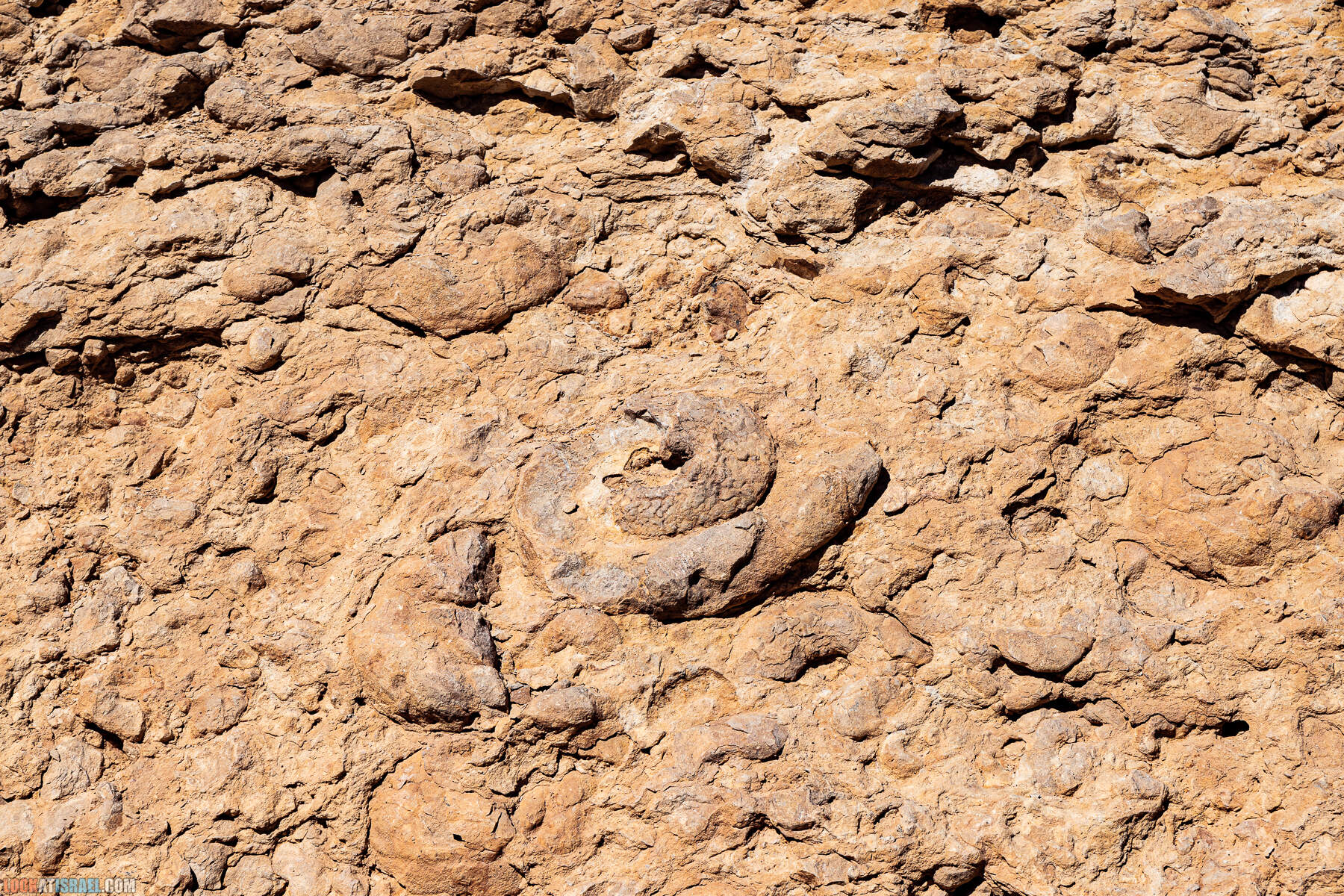 Поход по Махтеш Рамон - гора Шен (зуб) Рамон, гора Гваним, подъём Маале Аммонитов (аммонитим) -  מסלול במכתש רמון - שן רמון, מעלה אמוניטים, הר גוונים