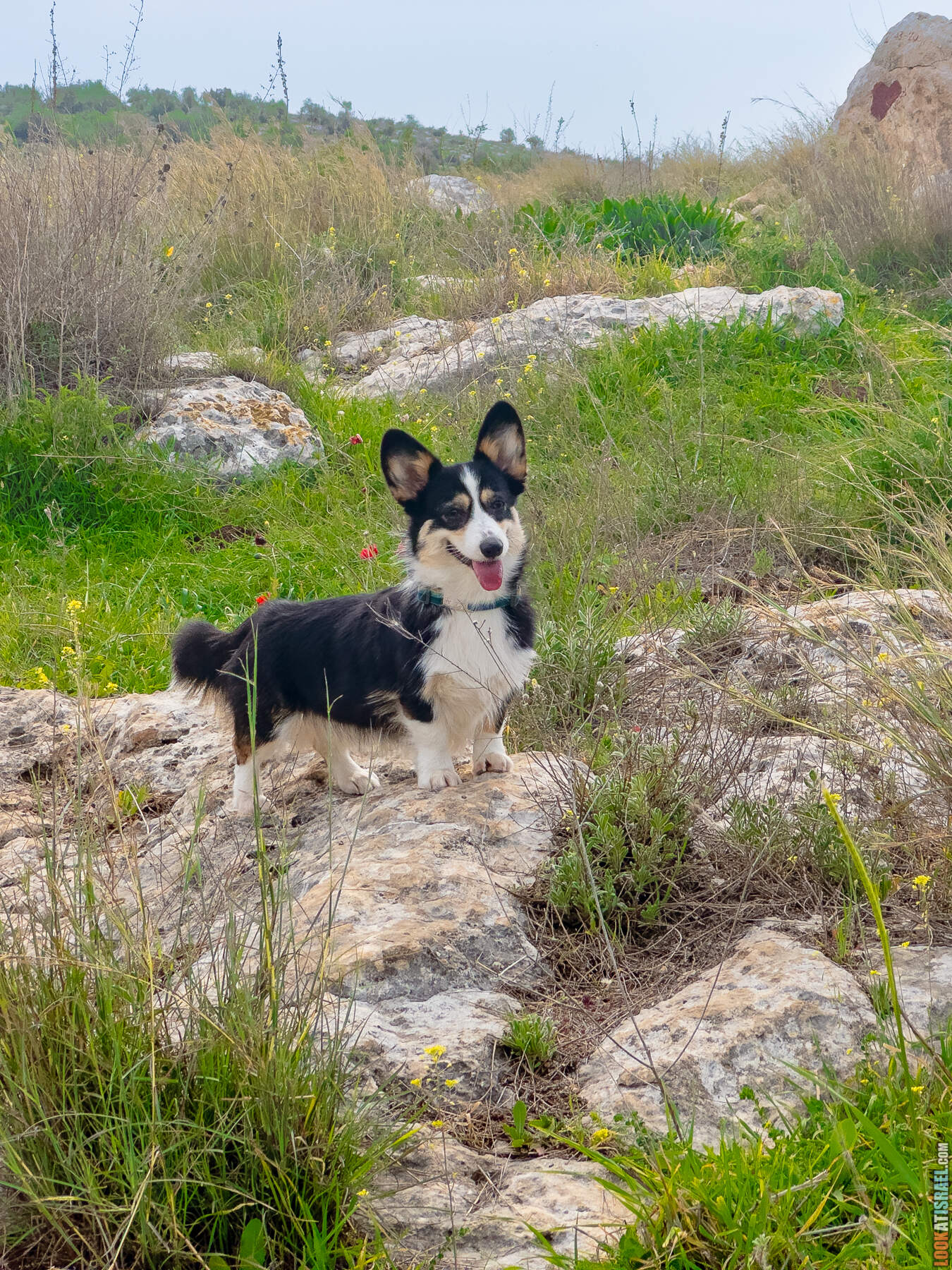 Прогулки с собакой в Израиле - цветущие холмы Модиина