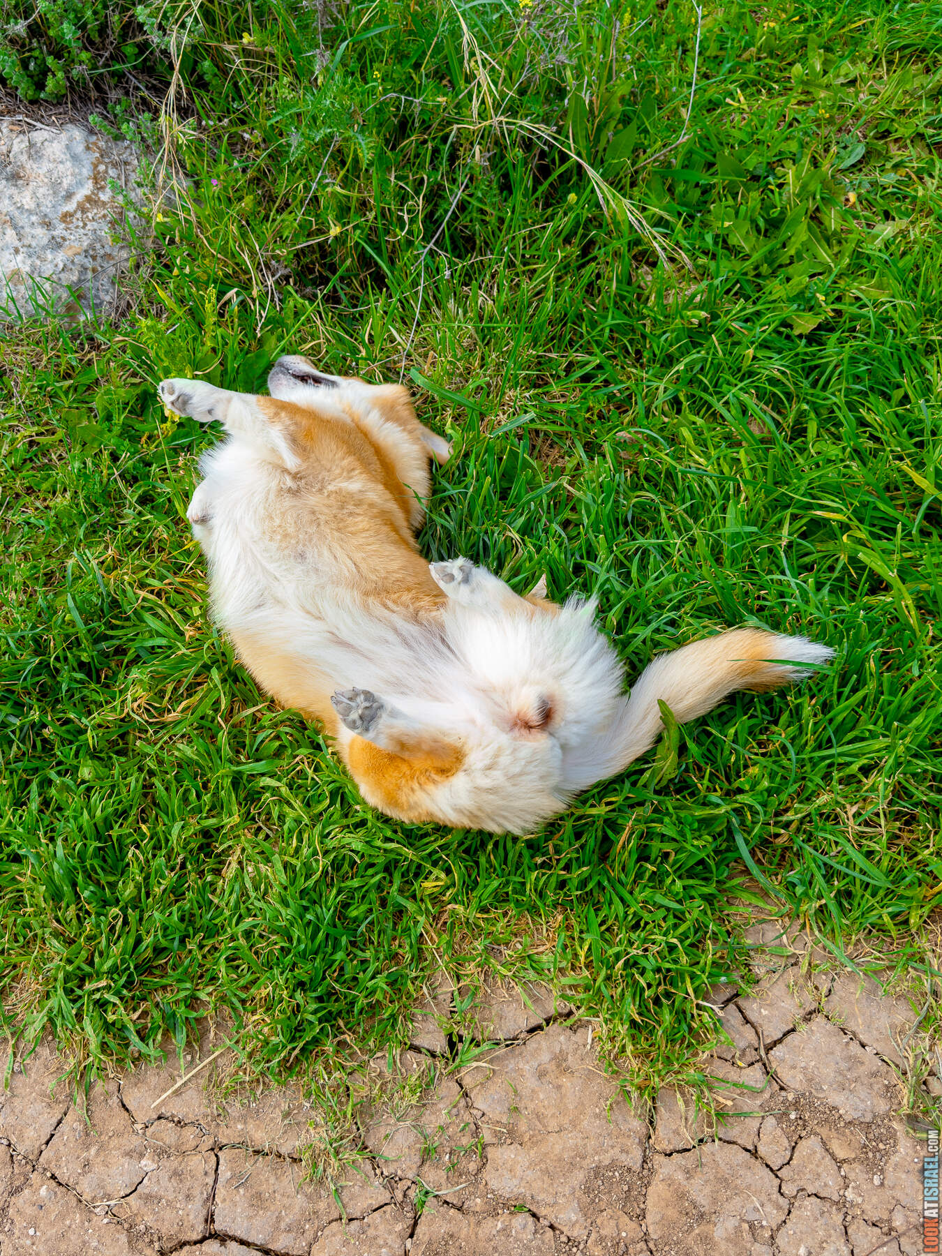 Прогулки с собакой в Израиле - цветущие холмы Модиина