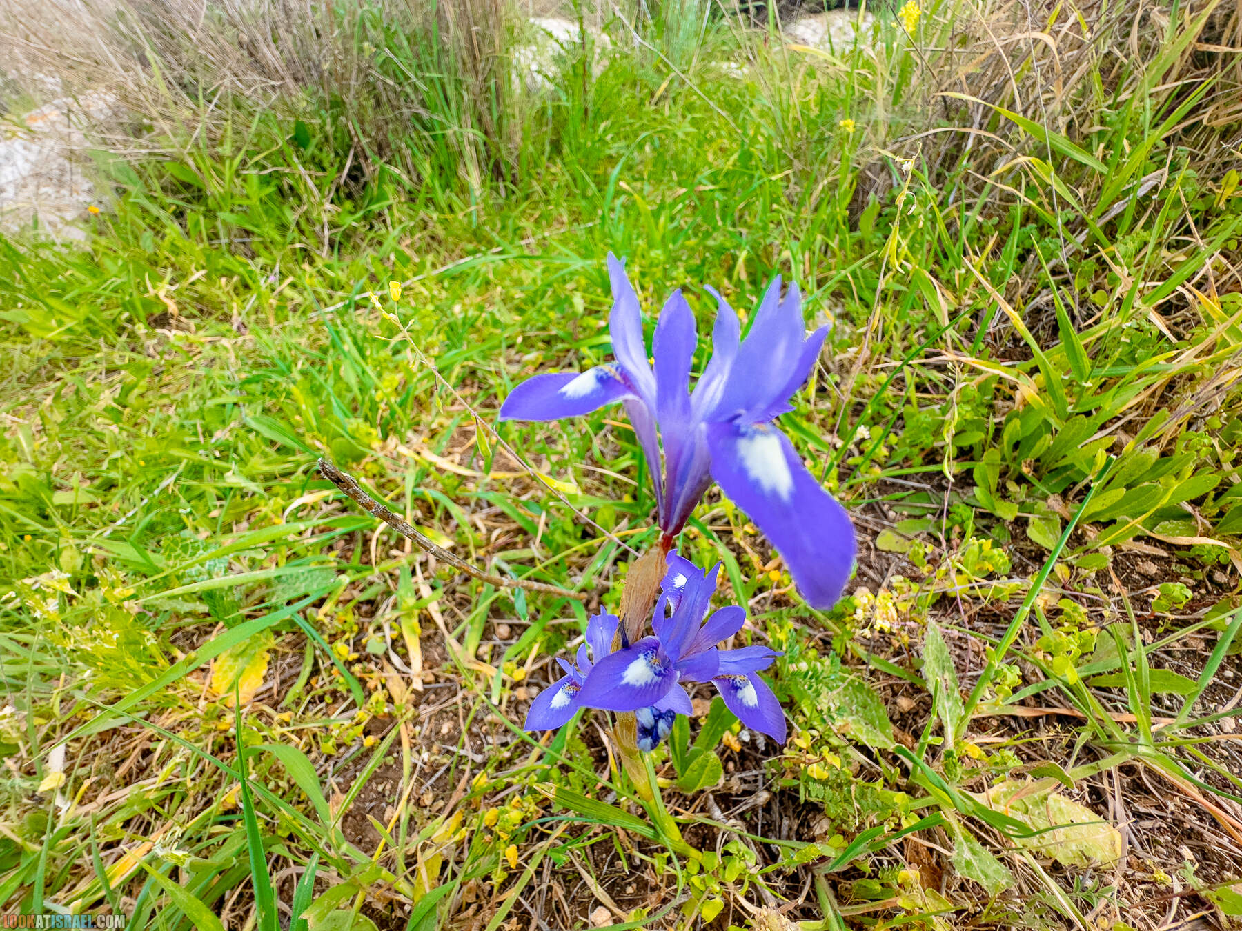 Прогулки с собакой в Израиле - цветущие холмы Модиина
