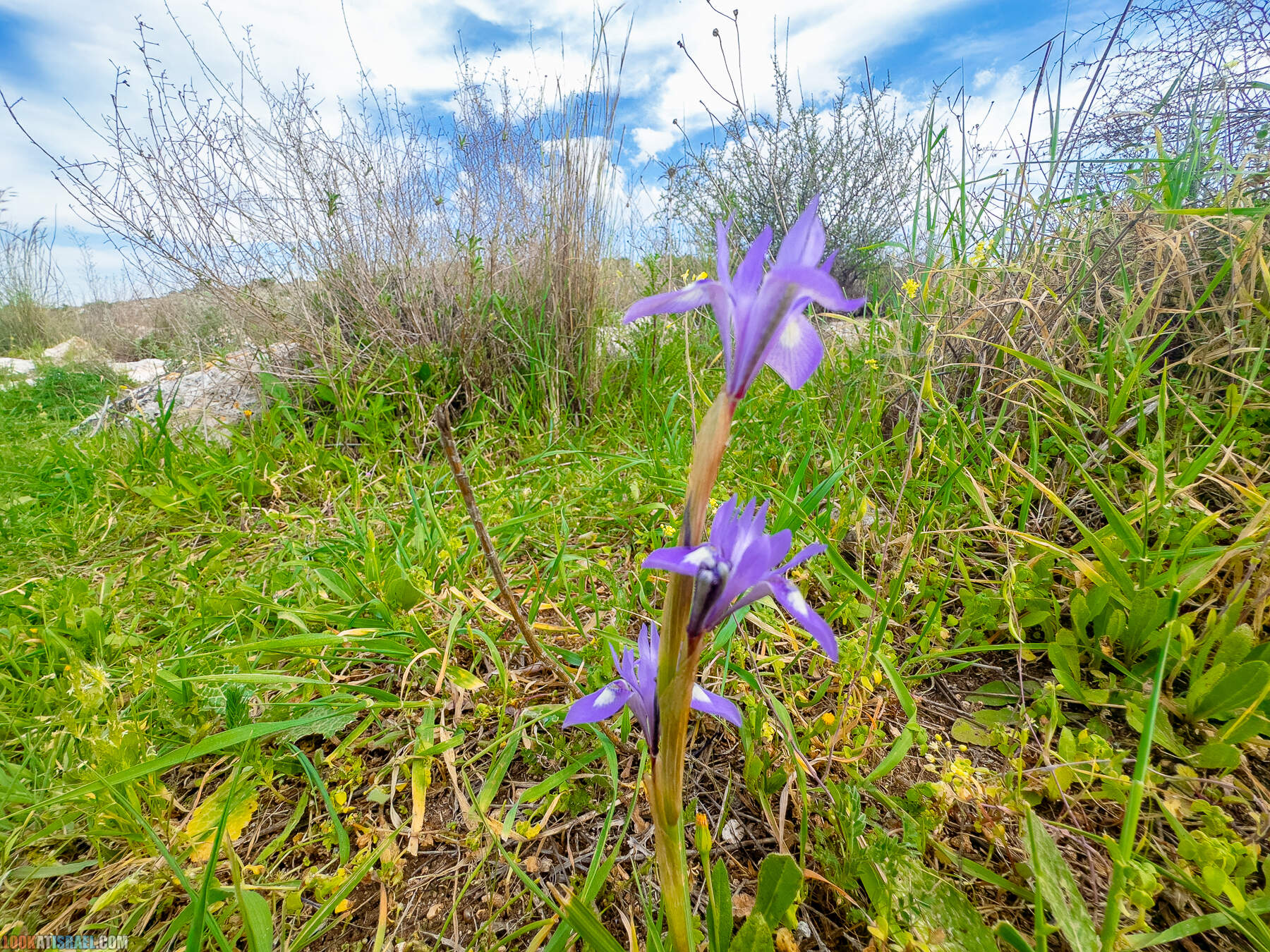 Прогулки с собакой в Израиле - цветущие холмы Модиина