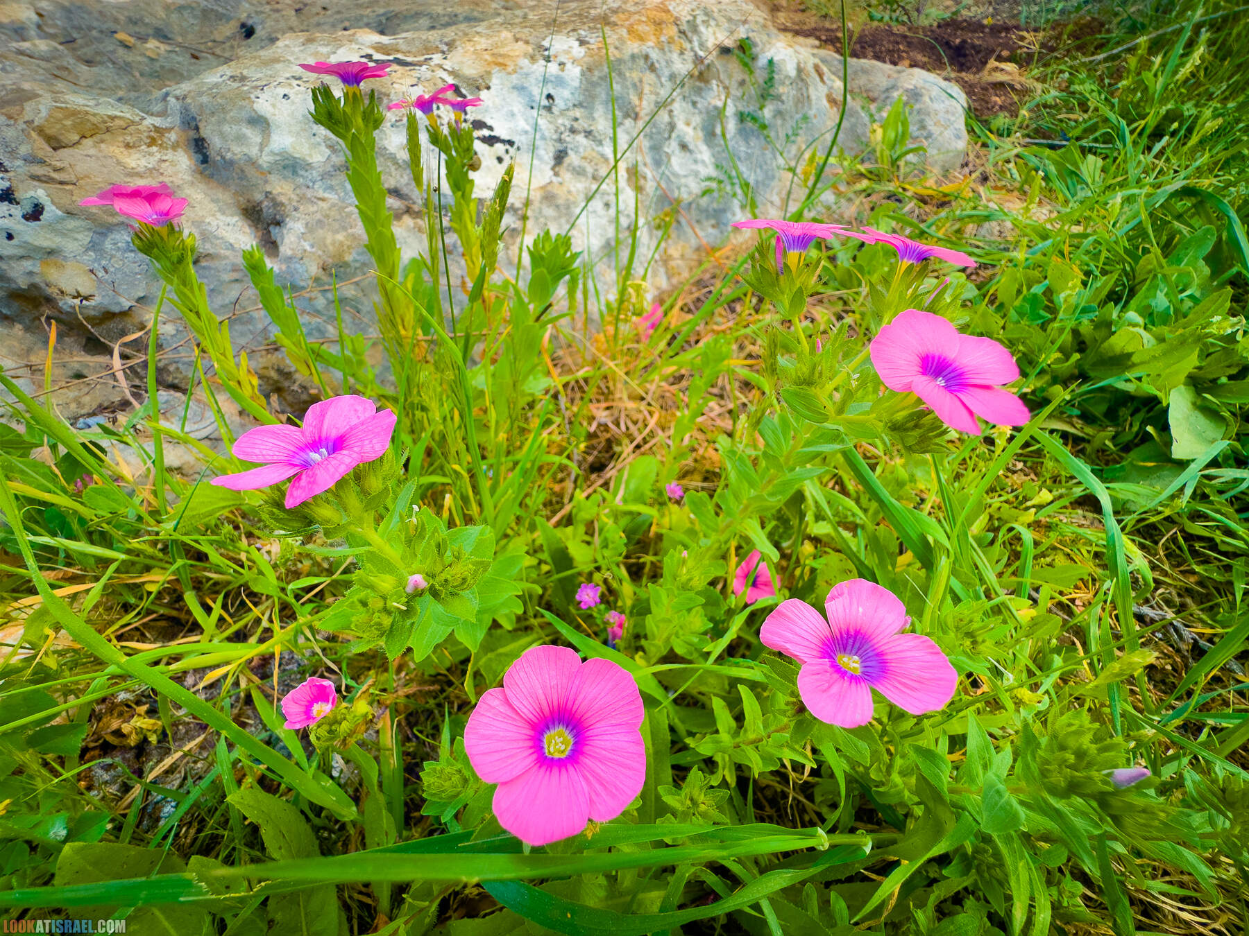 Прогулки с собакой в Израиле - цветущие холмы Модиина