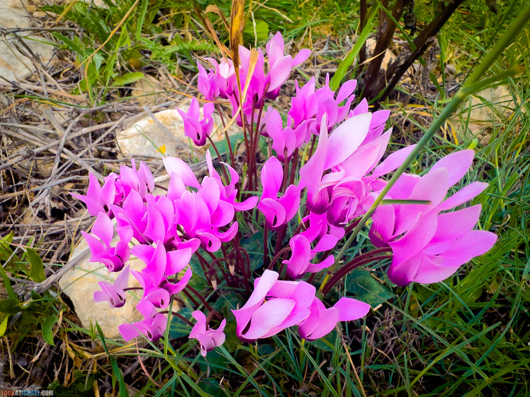 Прогулки с собакой в Израиле - цветущие холмы Модиина