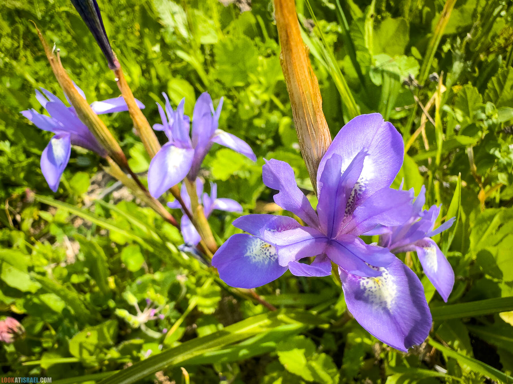 Прогулки с собакой в Израиле - цветущие холмы Модиина