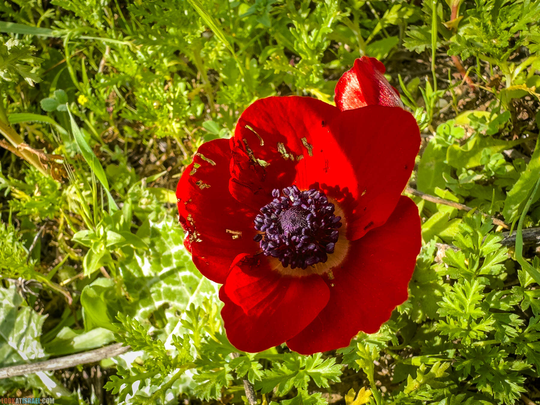 Прогулки с собакой в Израиле - цветущие холмы Модиина