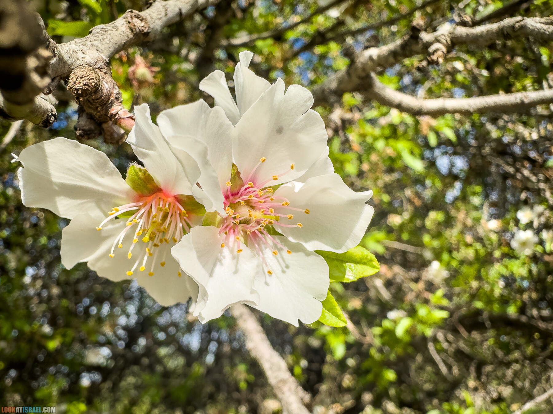 Прогулки с собакой в Израиле - цветущие холмы Модиина