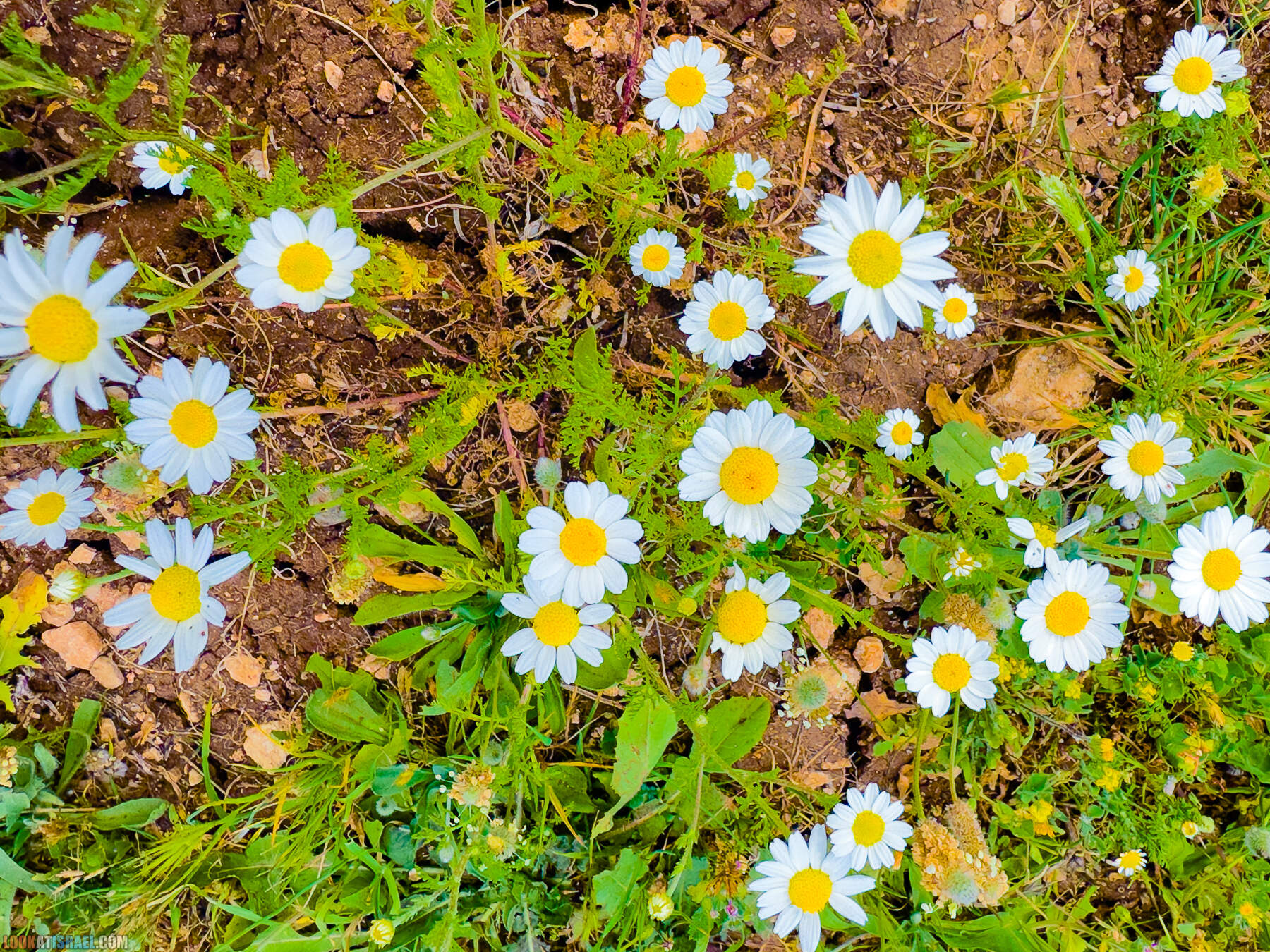 Прогулки с собакой в Израиле - цветущие холмы Модиина