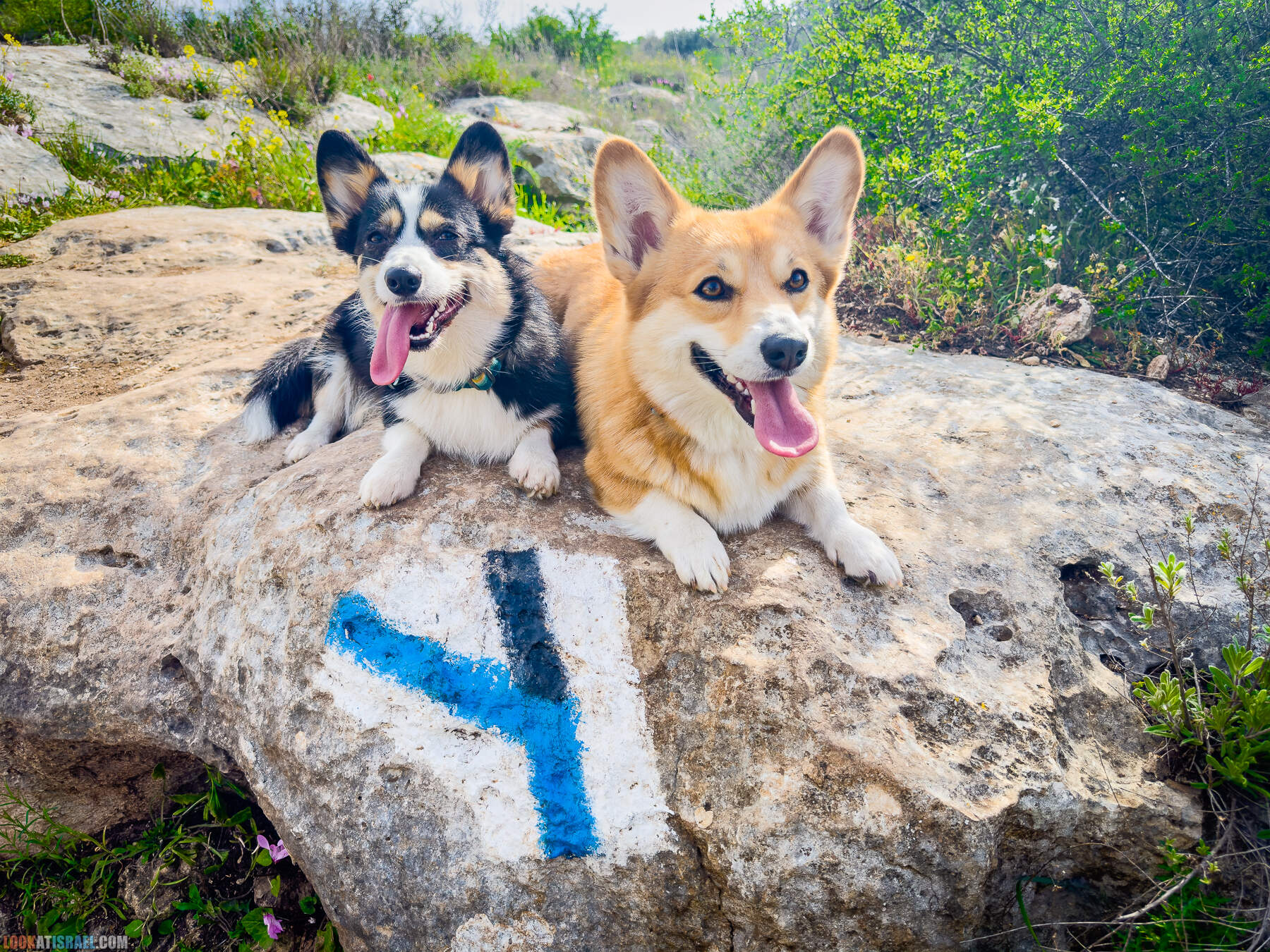 Прогулки с собакой в Израиле - цветущие холмы Модиина
