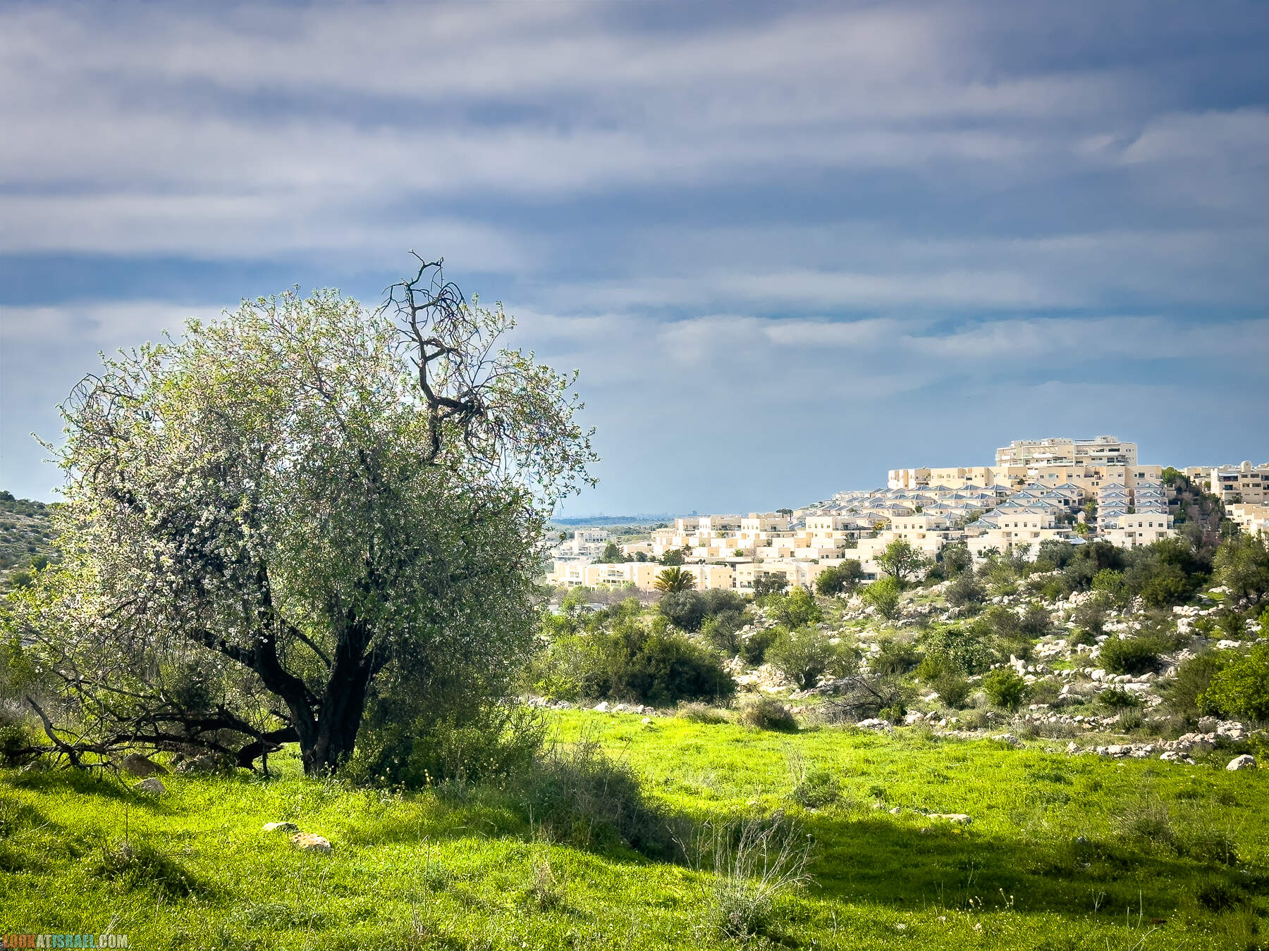 Прогулки с собакой в Израиле - цветущие холмы Модиина