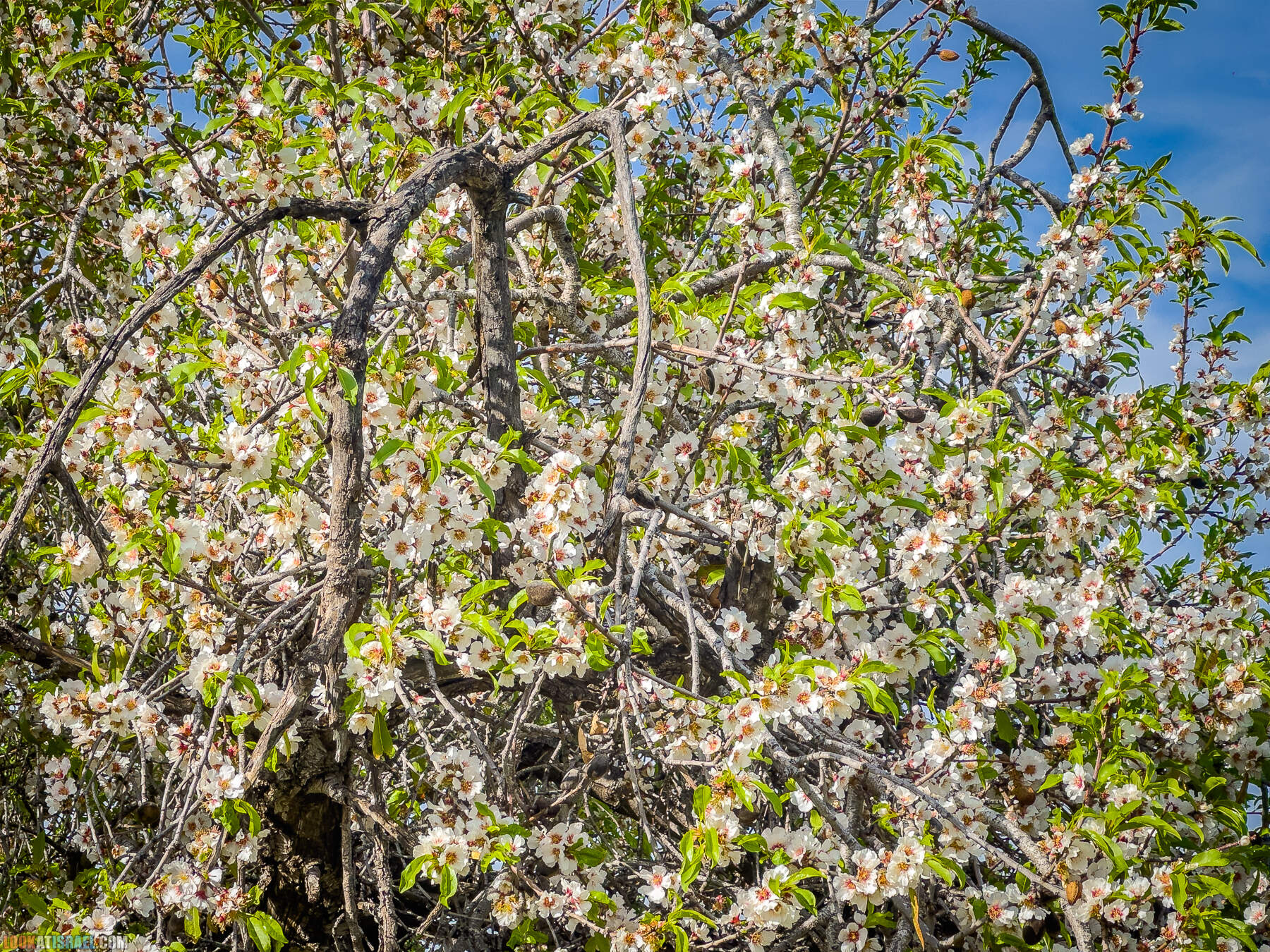 Прогулки с собакой в Израиле - цветущие холмы Модиина