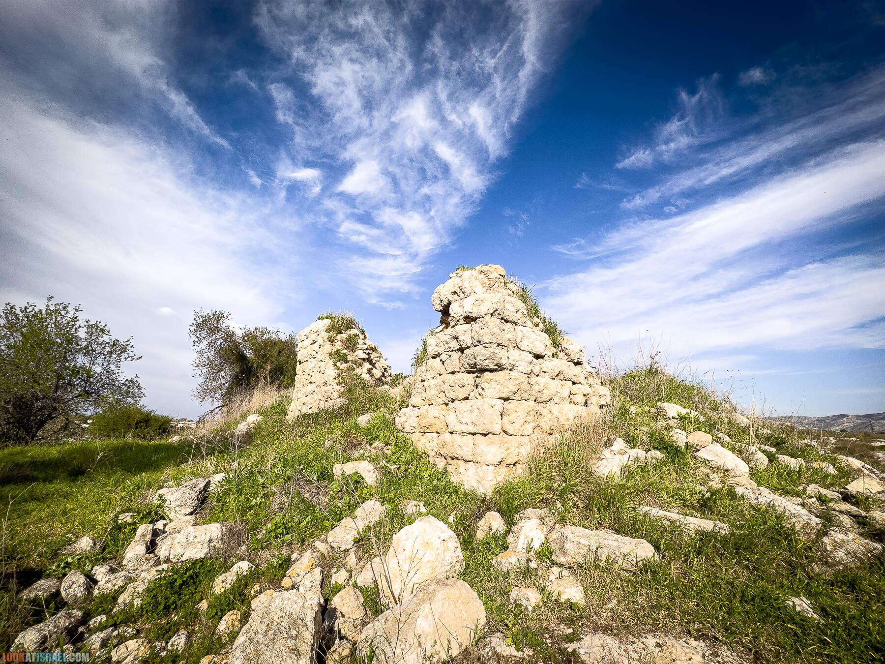 Прогулки с собакой в Израиле - цветущие холмы Модиина