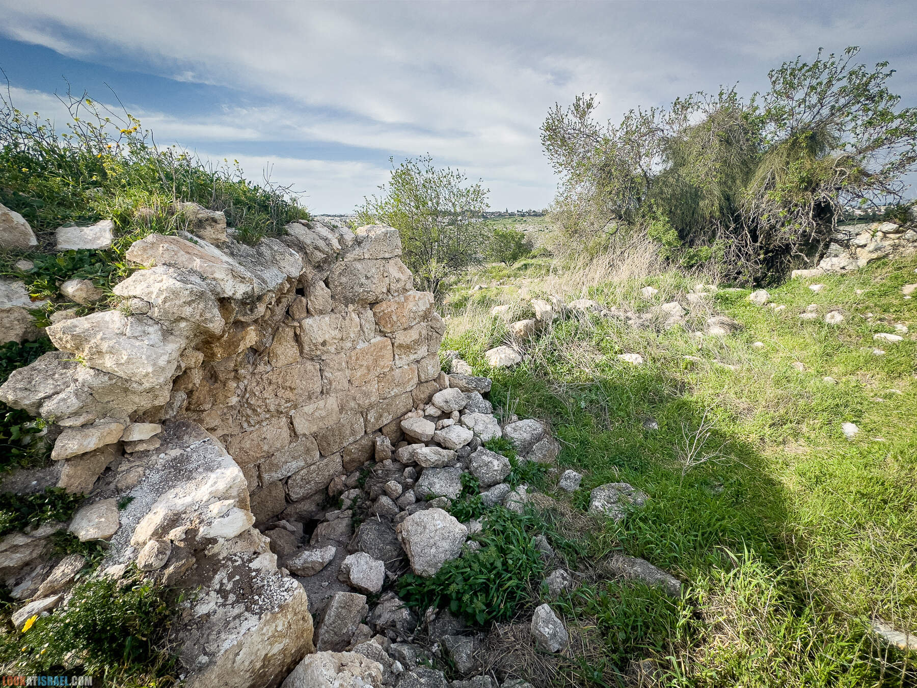 Прогулки с собакой в Израиле - цветущие холмы Модиина