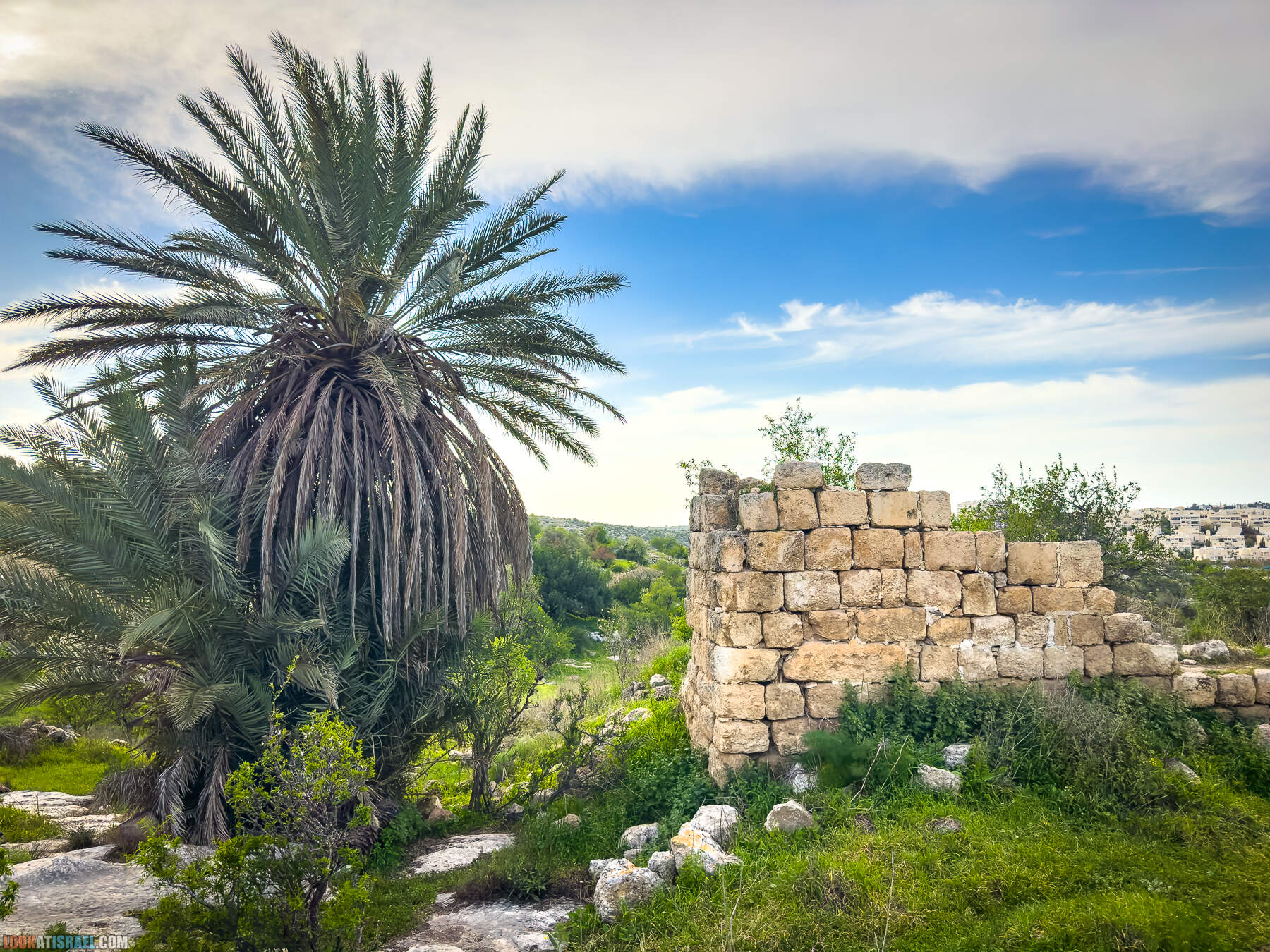 Прогулки с собакой в Израиле - цветущие холмы Модиина
