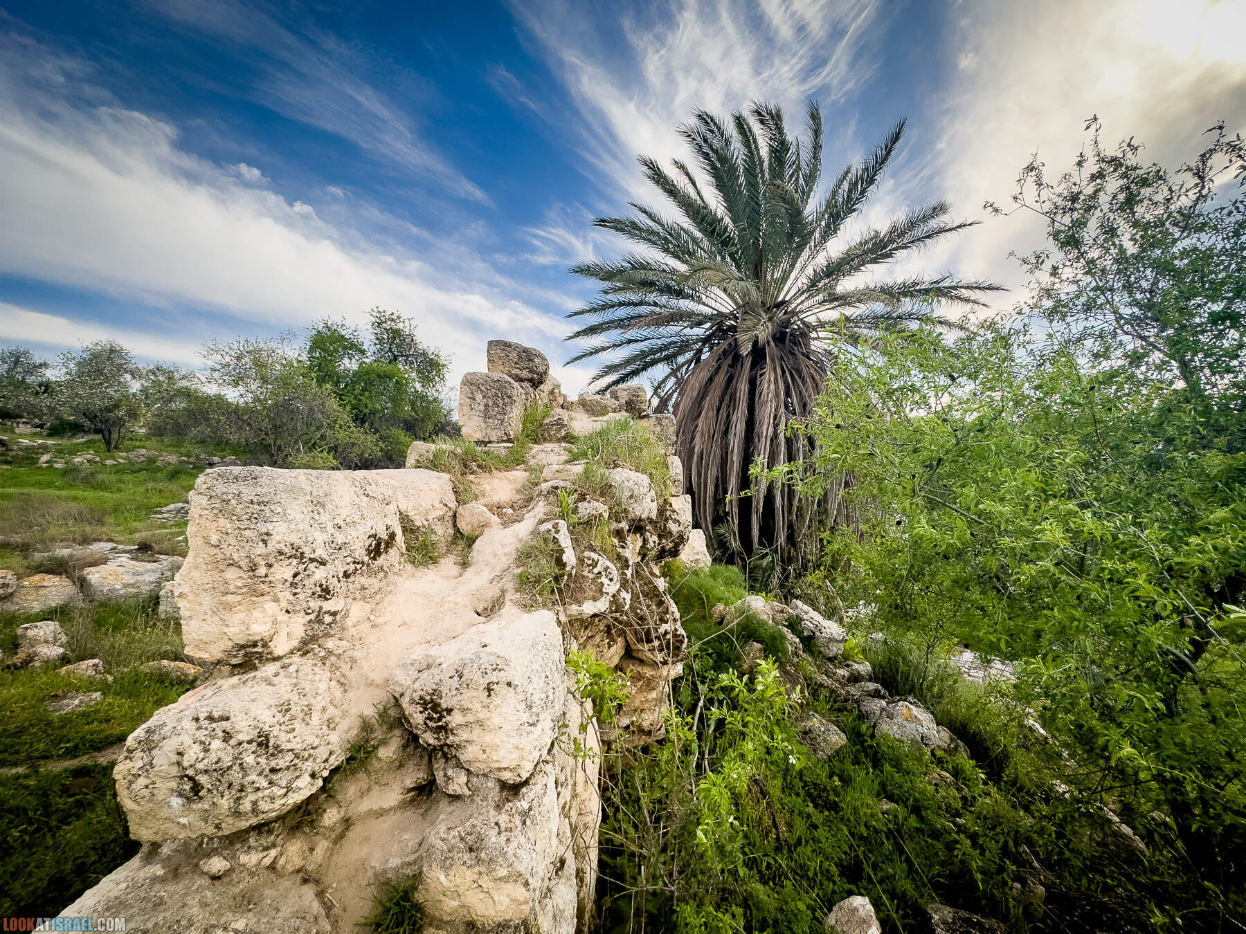 Прогулки с собакой в Израиле - цветущие холмы Модиина