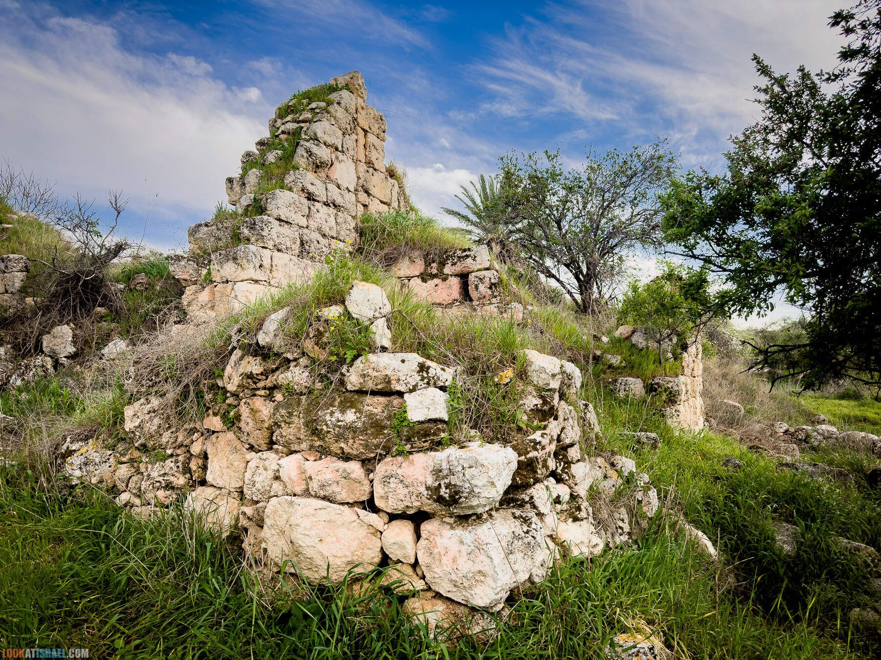 Прогулки с собакой в Израиле - цветущие холмы Модиина
