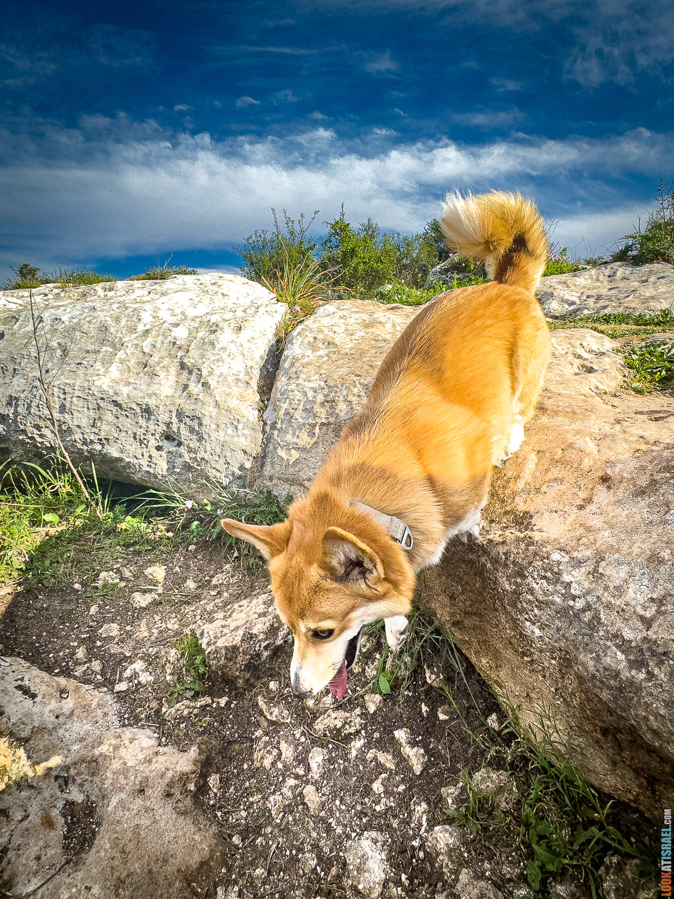 Прогулки с собакой в Израиле - цветущие холмы Модиина