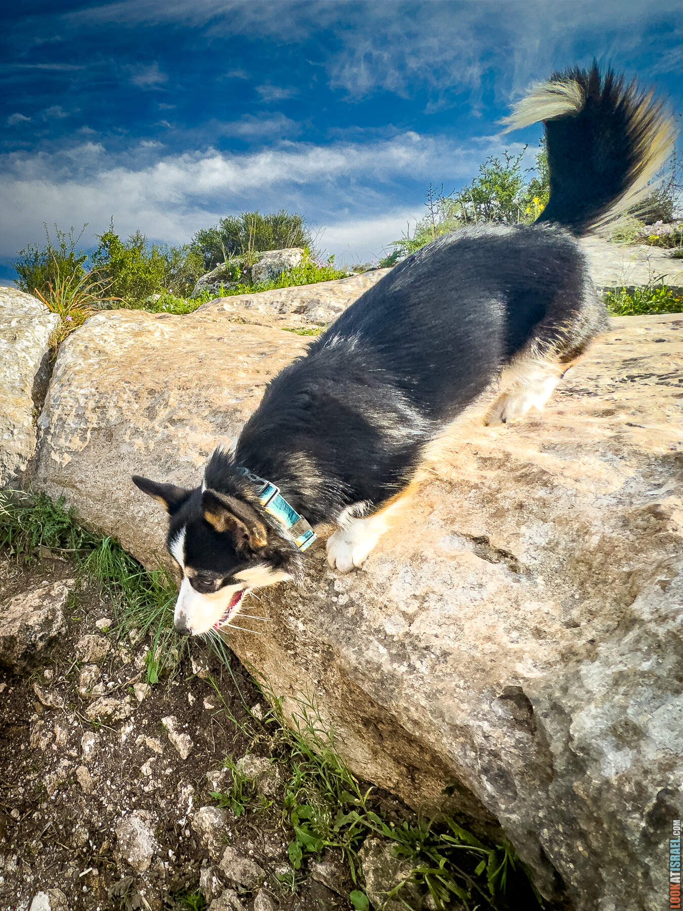 Прогулки с собакой в Израиле - цветущие холмы Модиина