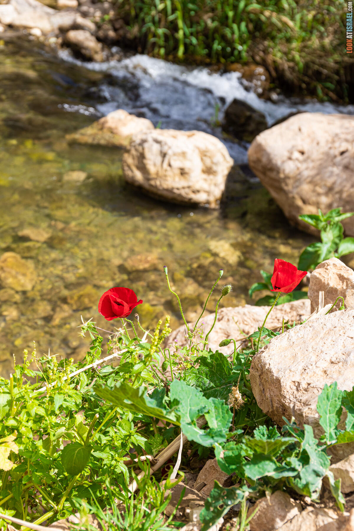 Ущелье и источник Уджа (Итав) - נחל עין עוג׳ה ייטב
