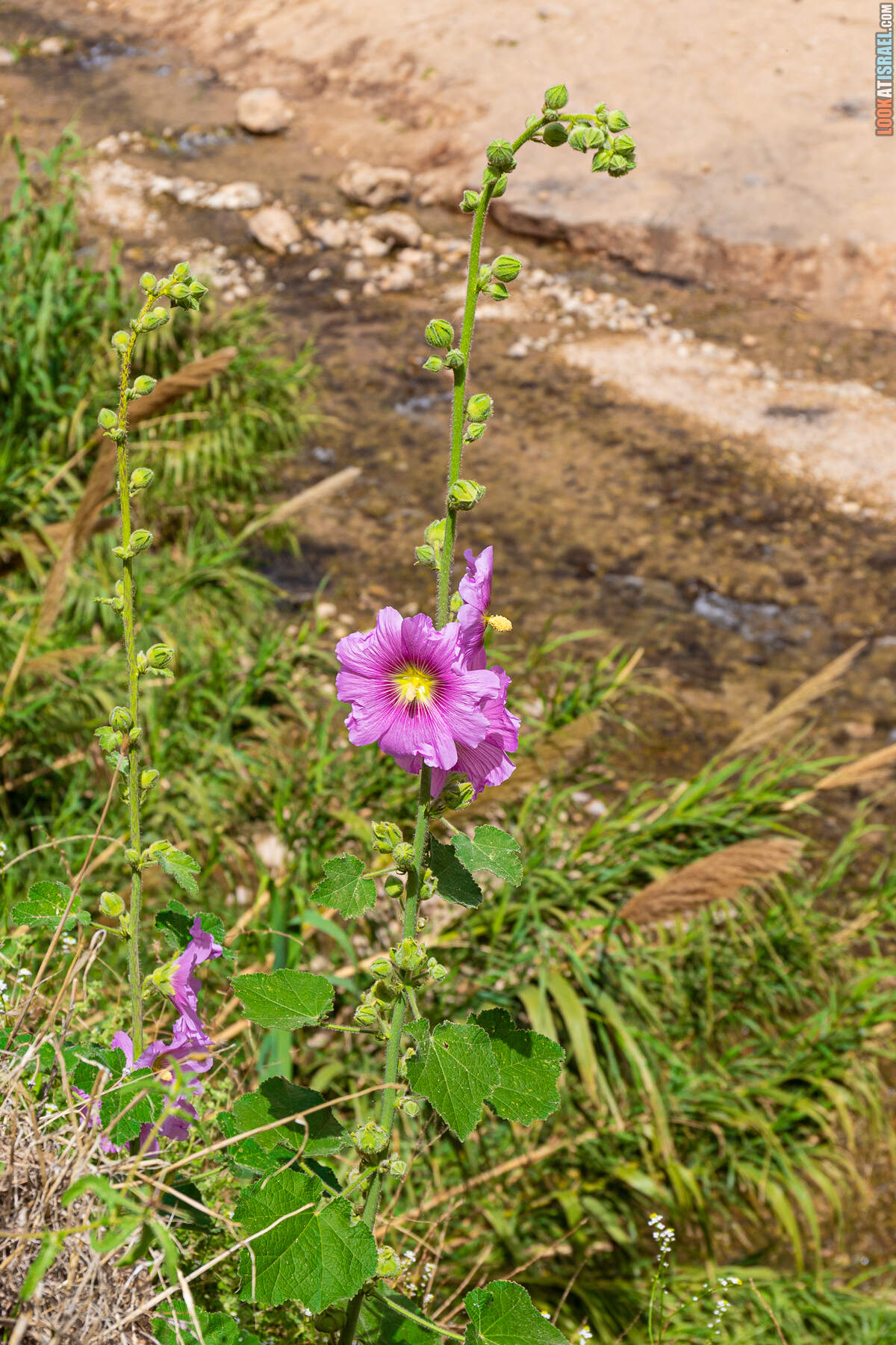 Ущелье и источник Уджа (Итав) - נחל עין עוג׳ה ייטב
