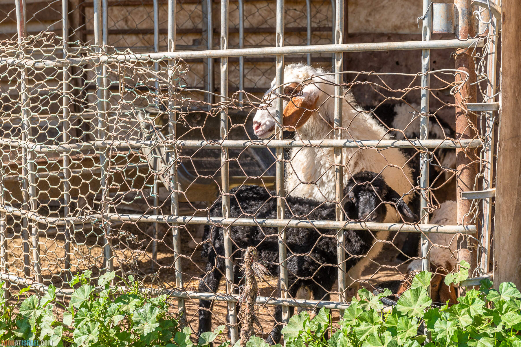 Ущелье Вади а-Шек в Иорданской долине - וואדי א-שק מונטר א-שק
