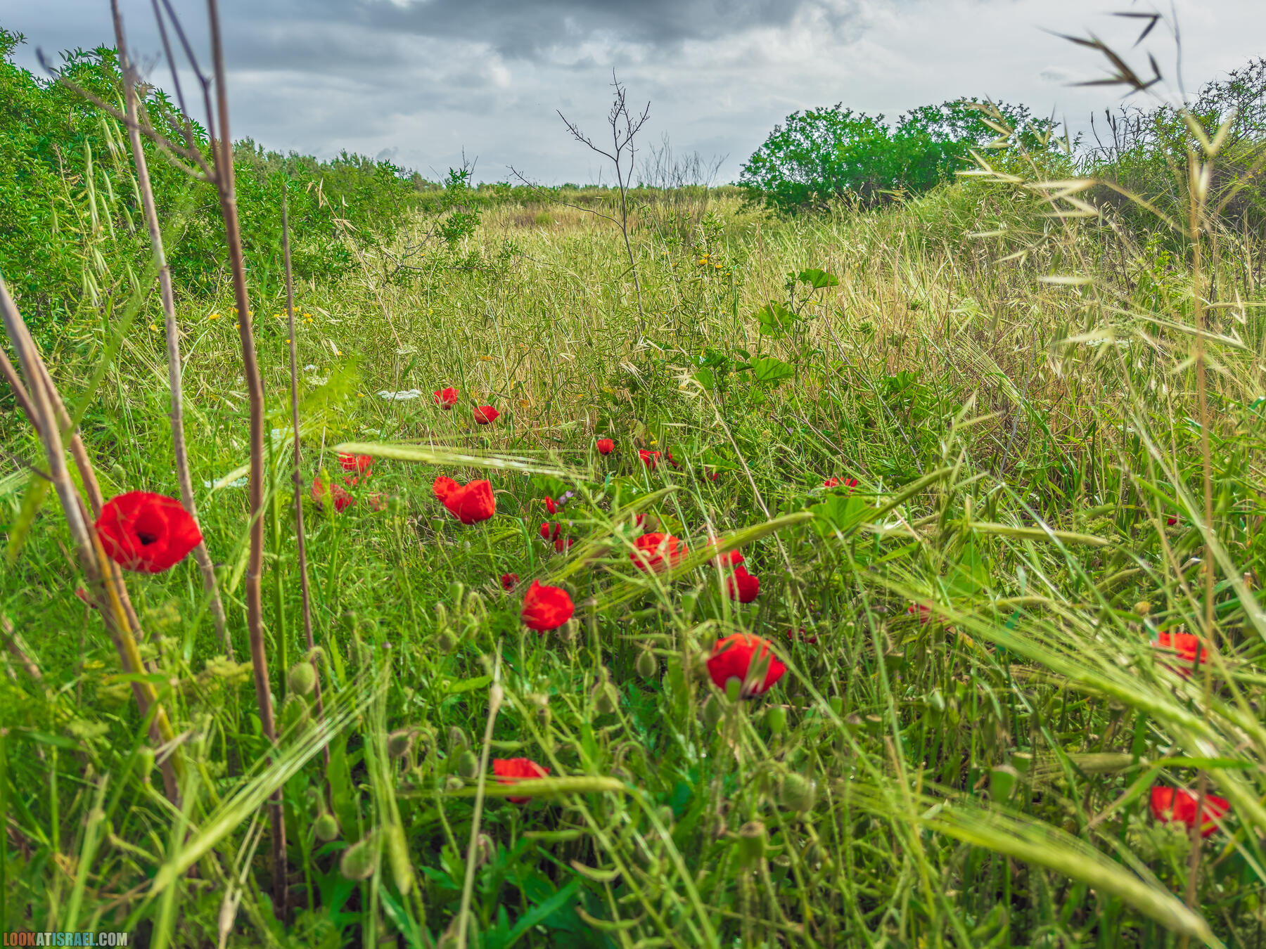 Путешествие по Голанским высотам - обзорные площадки и родники