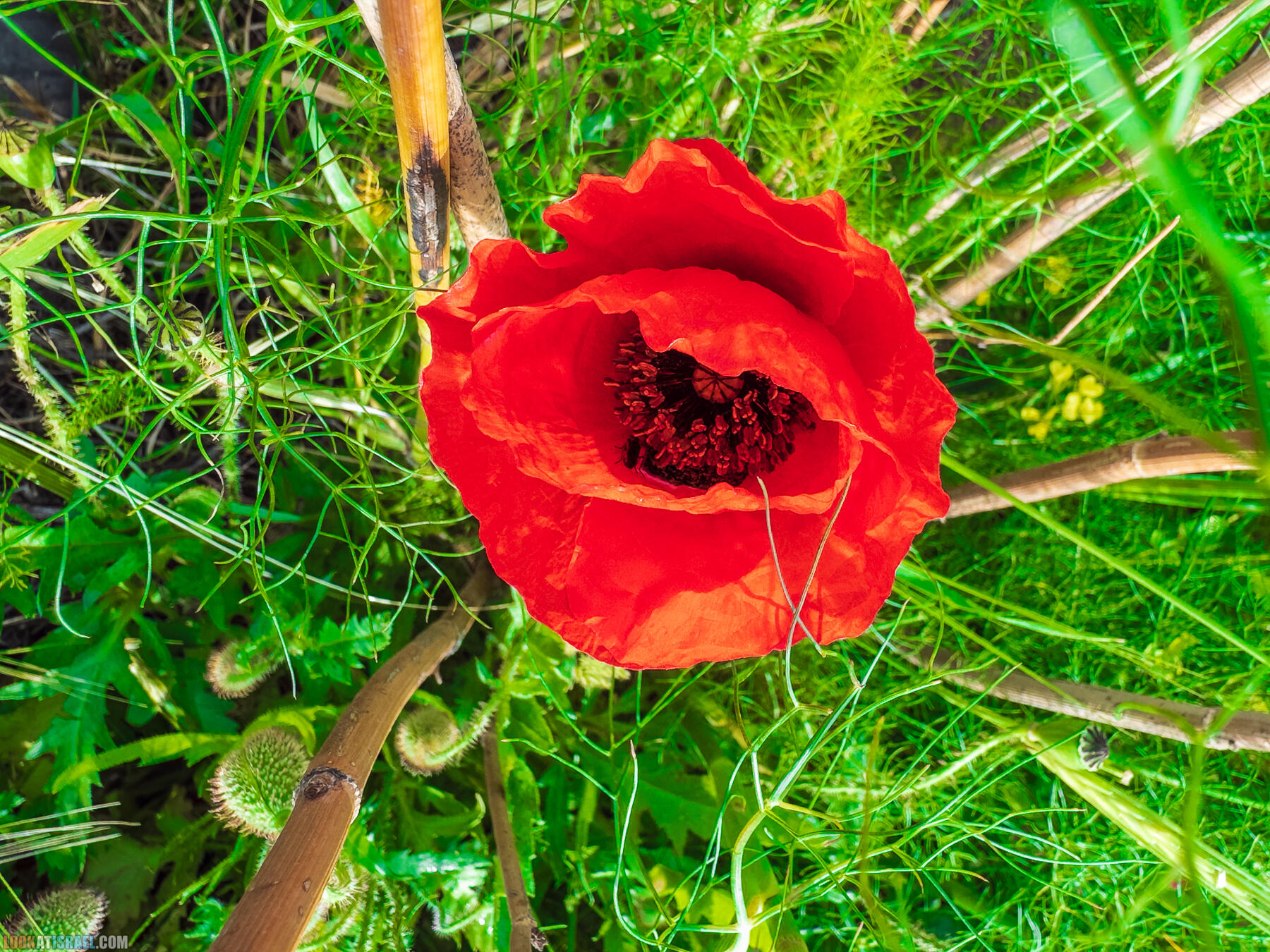 Путешествие по Голанским высотам - обзорные площадки и родники