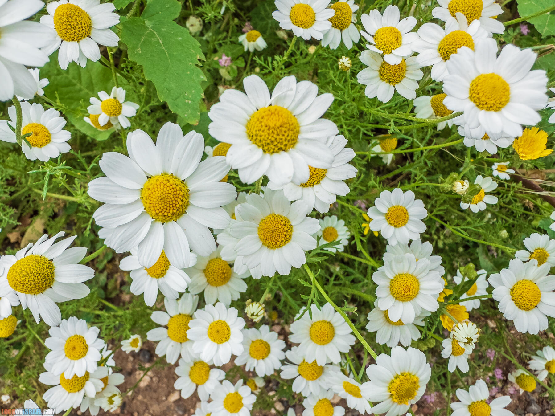 Путешествие по Голанским высотам - обзорные площадки и родники