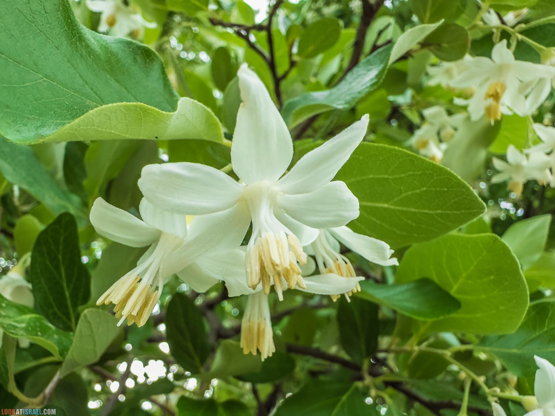 Путешествие по Голанским высотам - обзорные площадки и родники