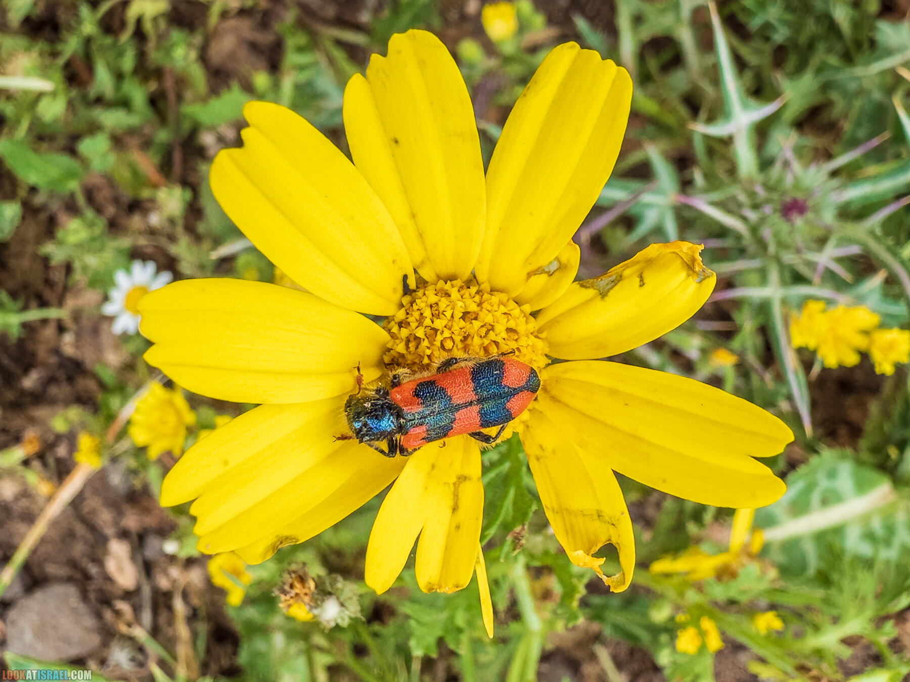 Путешествие по Голанским высотам - обзорные площадки и родники