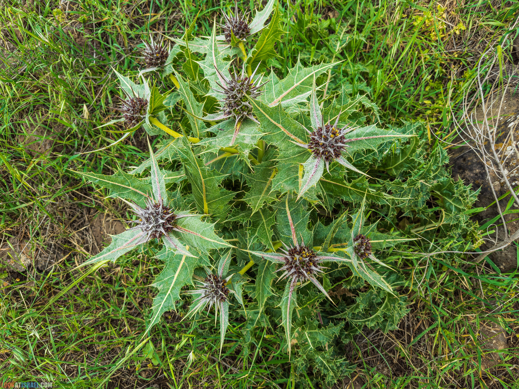 Путешествие по Голанским высотам - обзорные площадки и родники