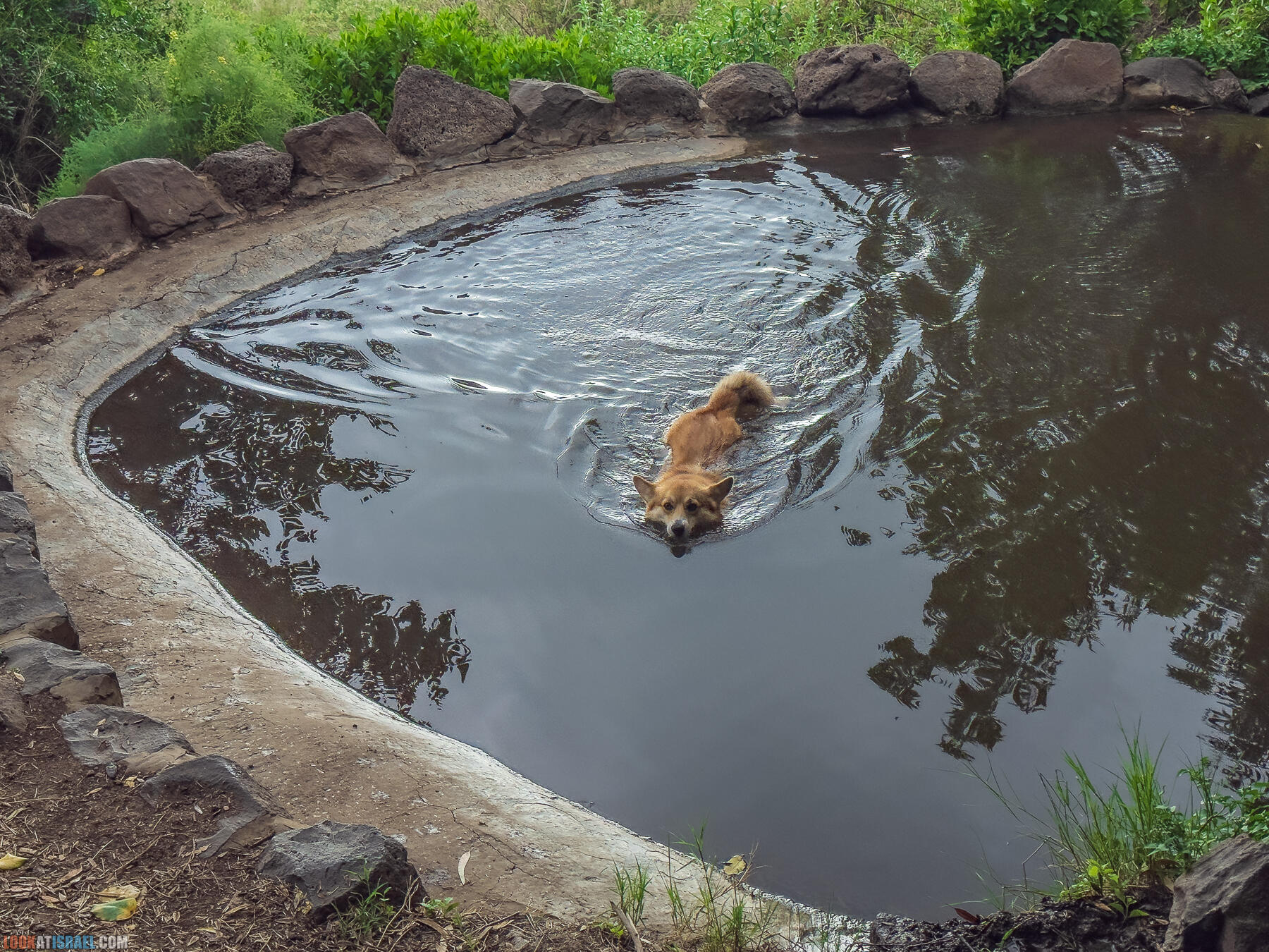 Путешествие по Голанским высотам - обзорные площадки и родники