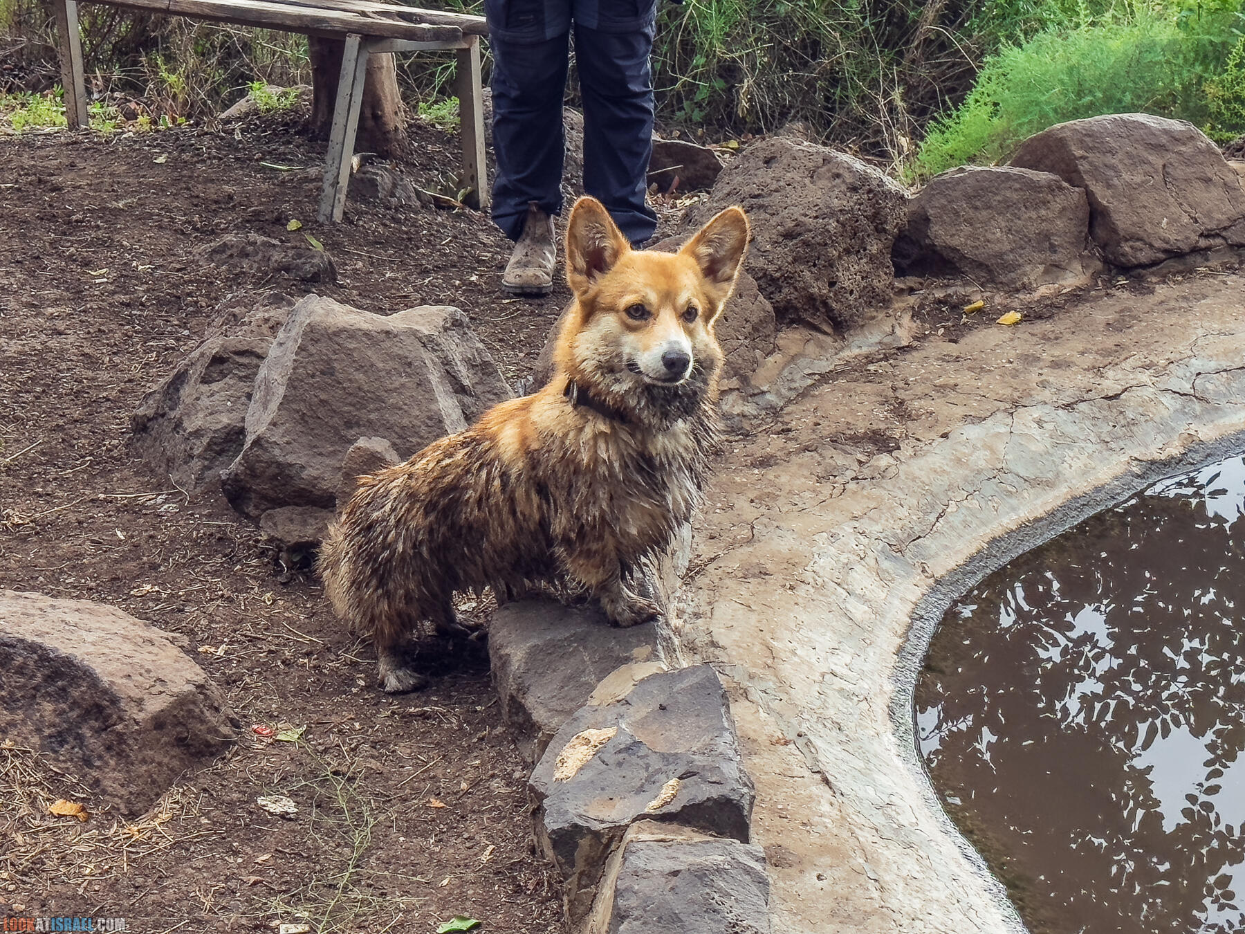 Путешествие по Голанским высотам - обзорные площадки и родники