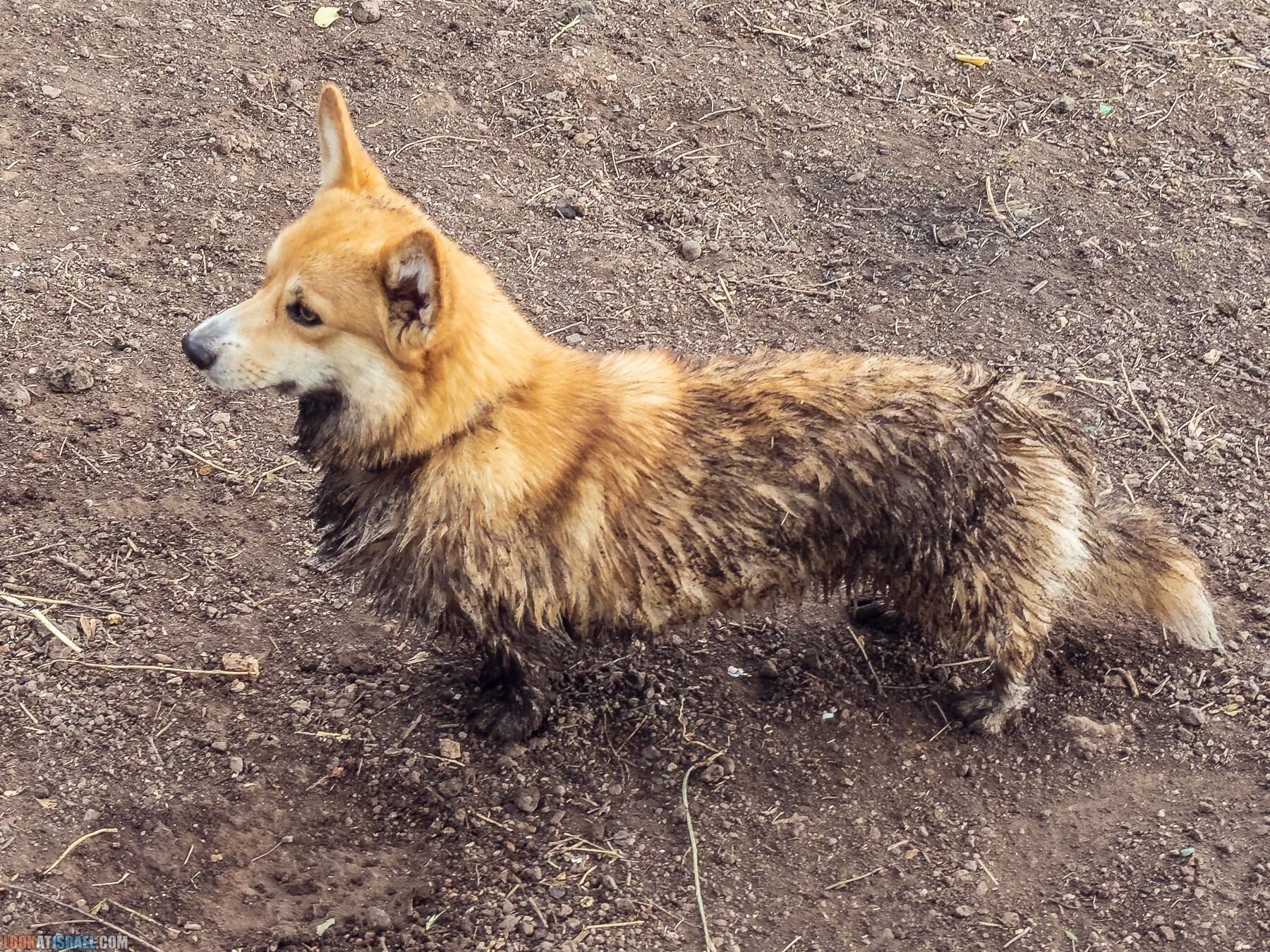Путешествие по Голанским высотам - обзорные площадки и родники