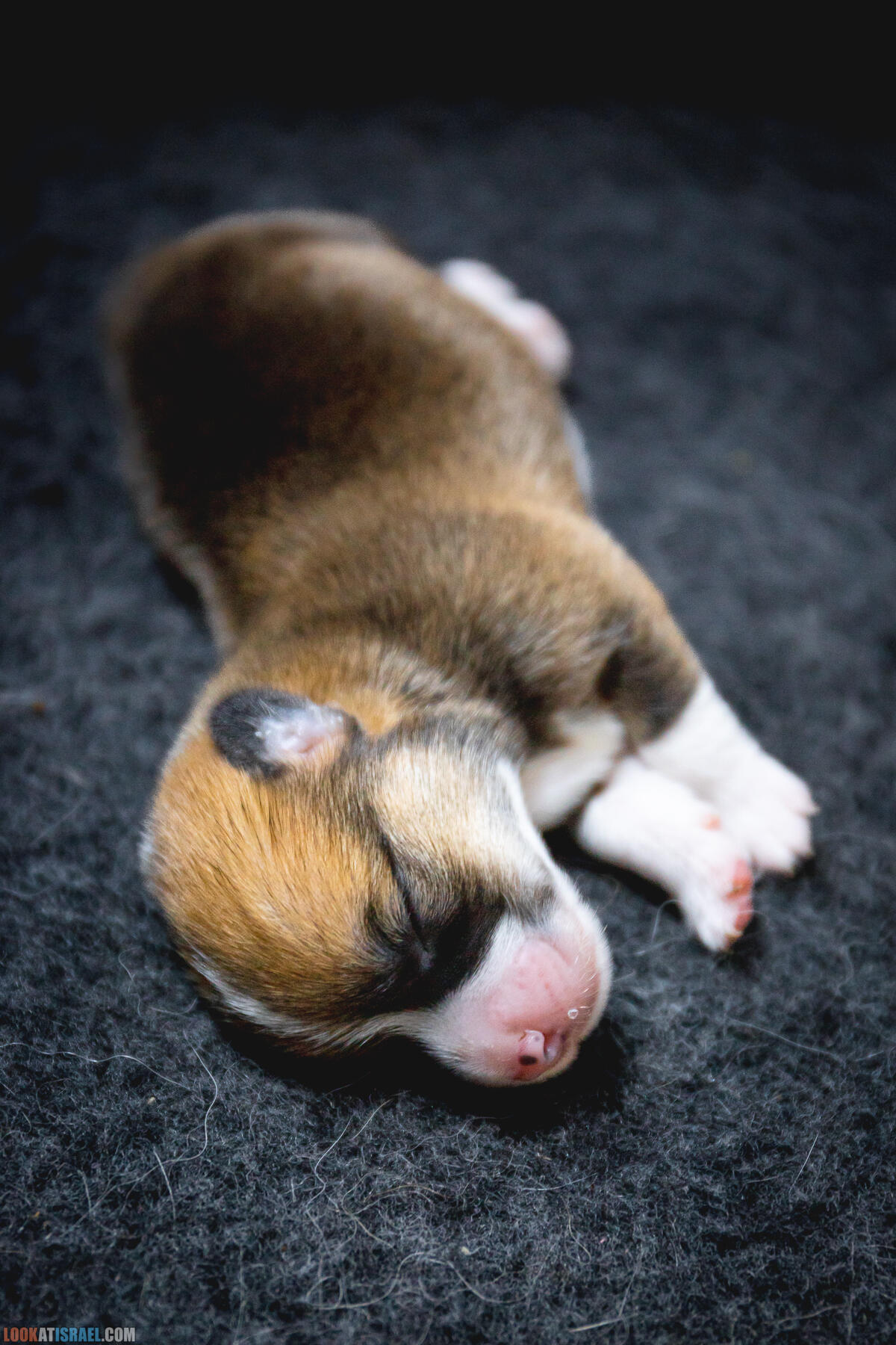 Щенки корги пемброк Иви 