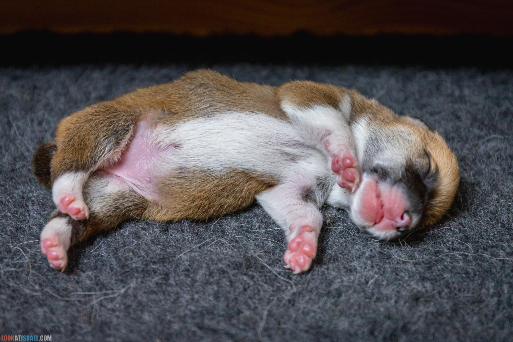 Щенки корги пемброк Иви 