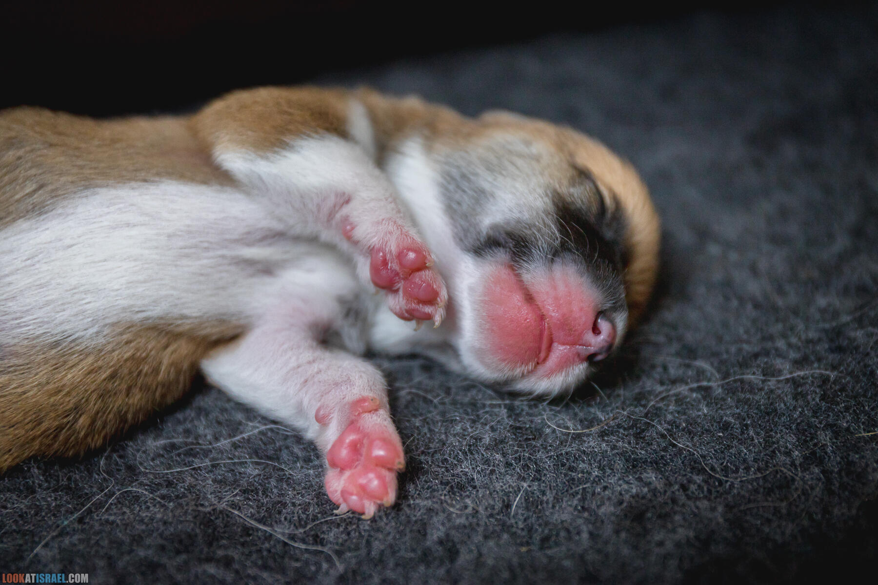 Щенки корги пемброк Иви 