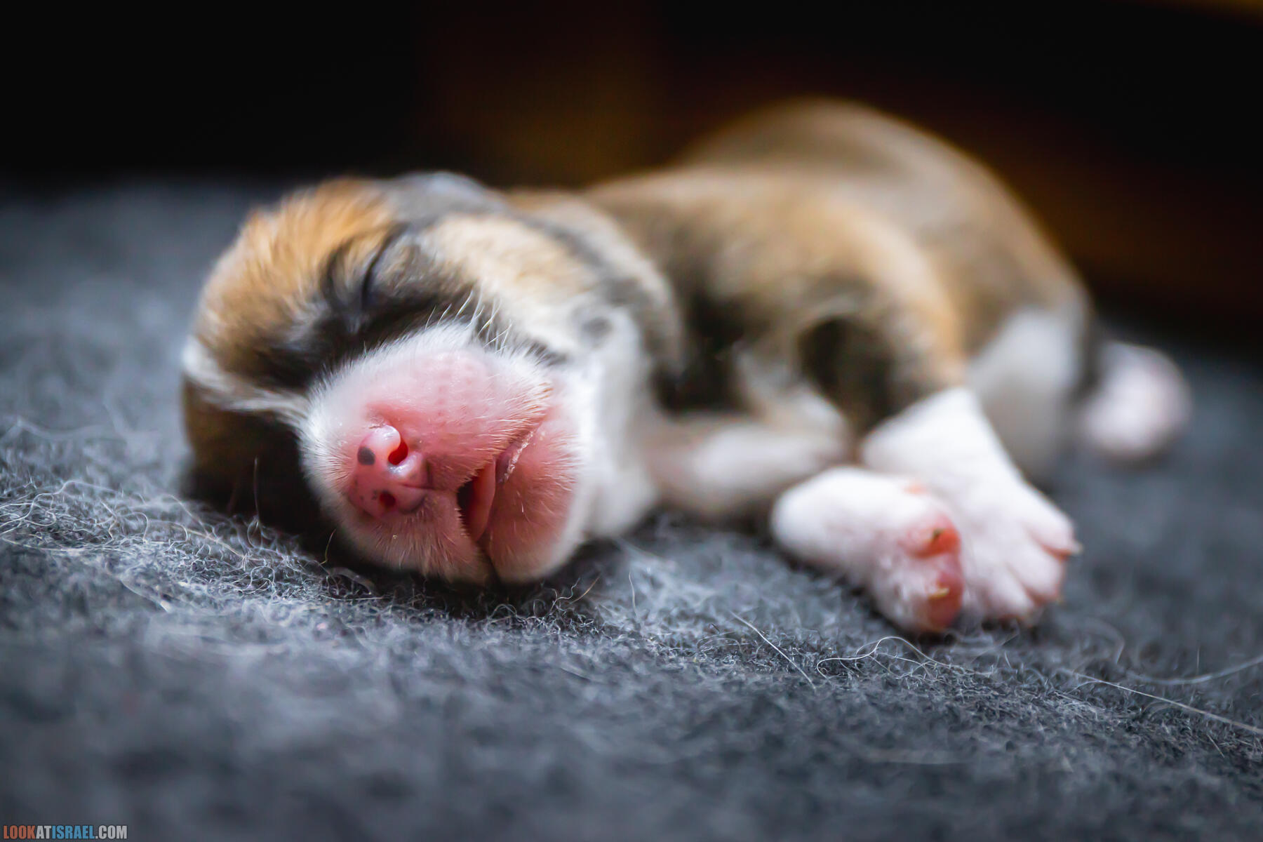 Щенки корги пемброк Иви 