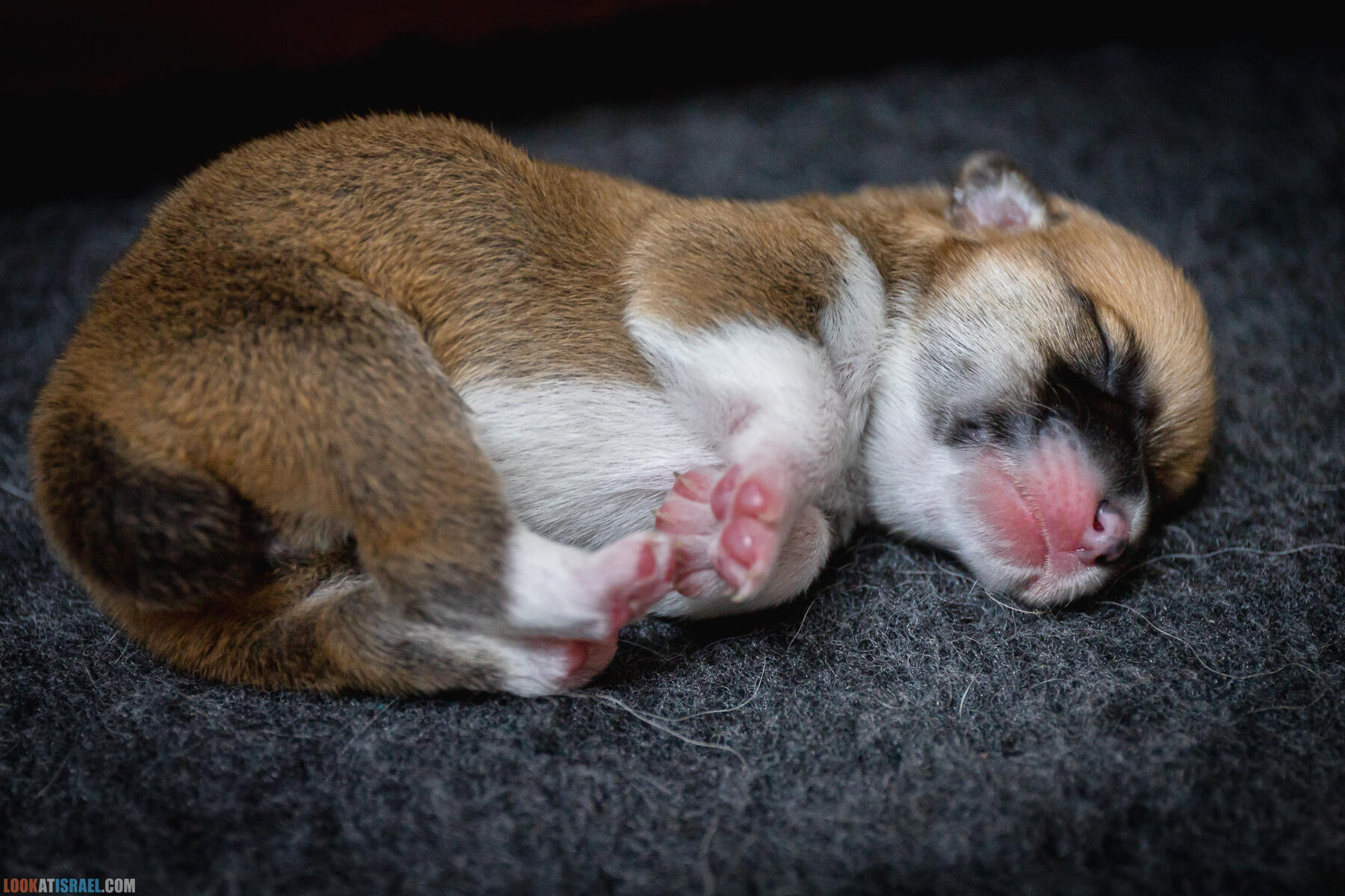 Щенки корги пемброк Иви 