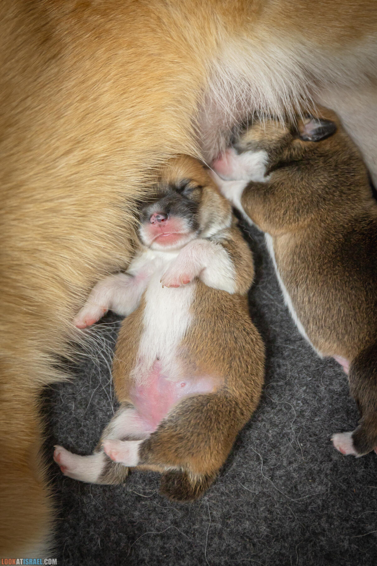 Щенки корги пемброк Иви 